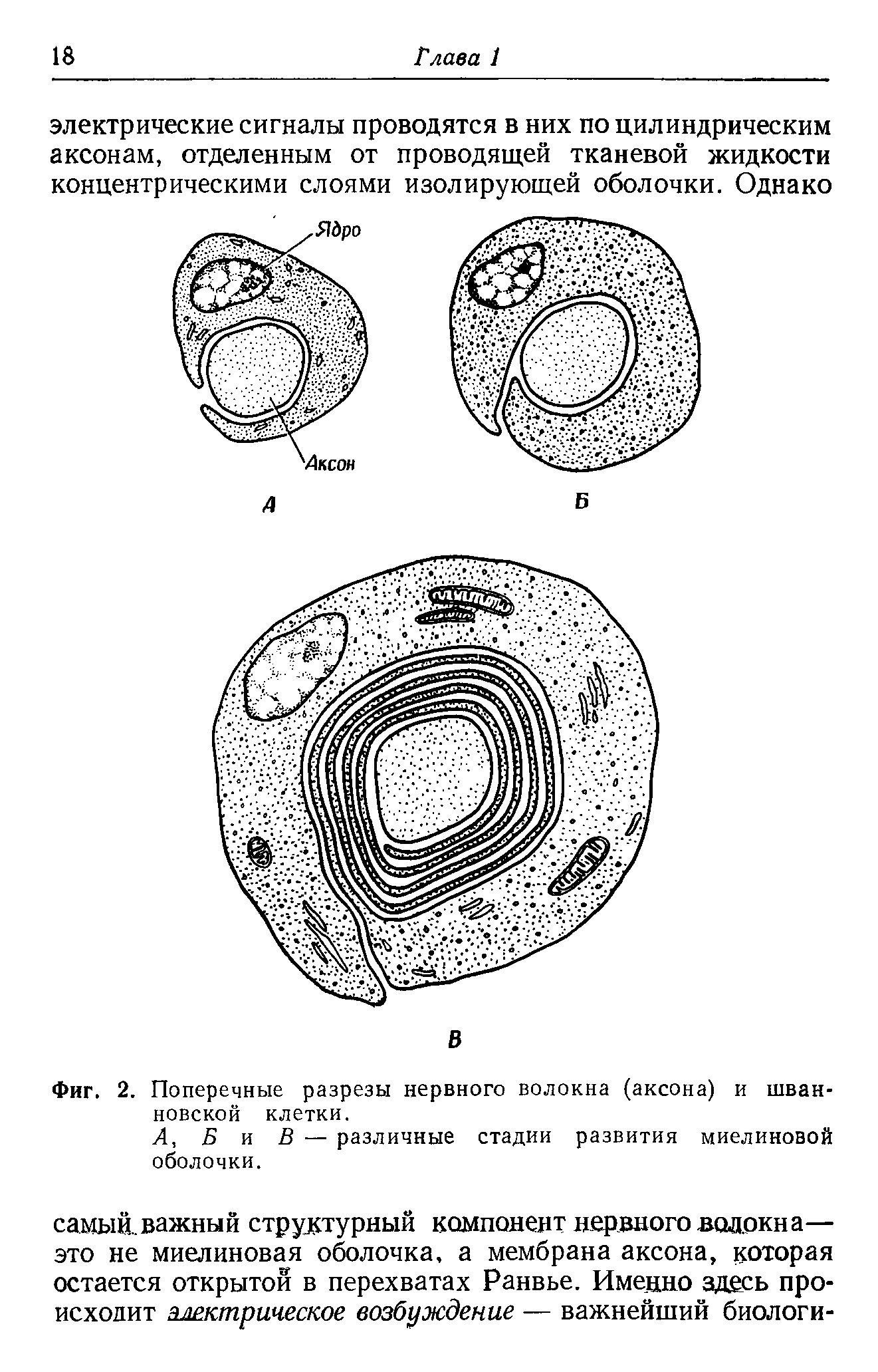 Фиг. 2. Поперечные разрезы нервного волокна (аксона) и шванновской клетки.