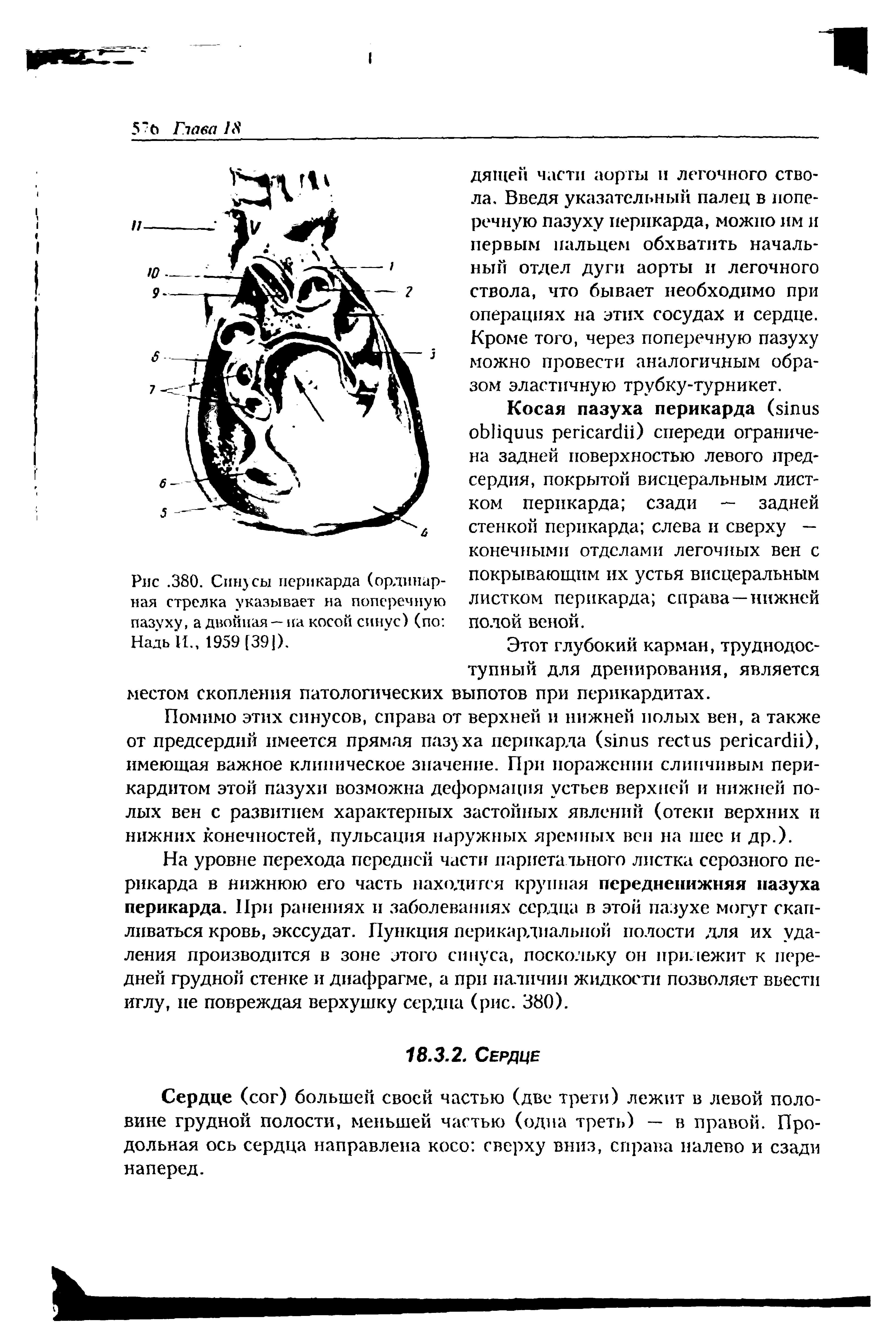 Рис. 380. Синусы перикарда (ординарная стрелка указывает на поперечную пазуху, а двойная — на косой синус) (по Надь И., 1959 (391).