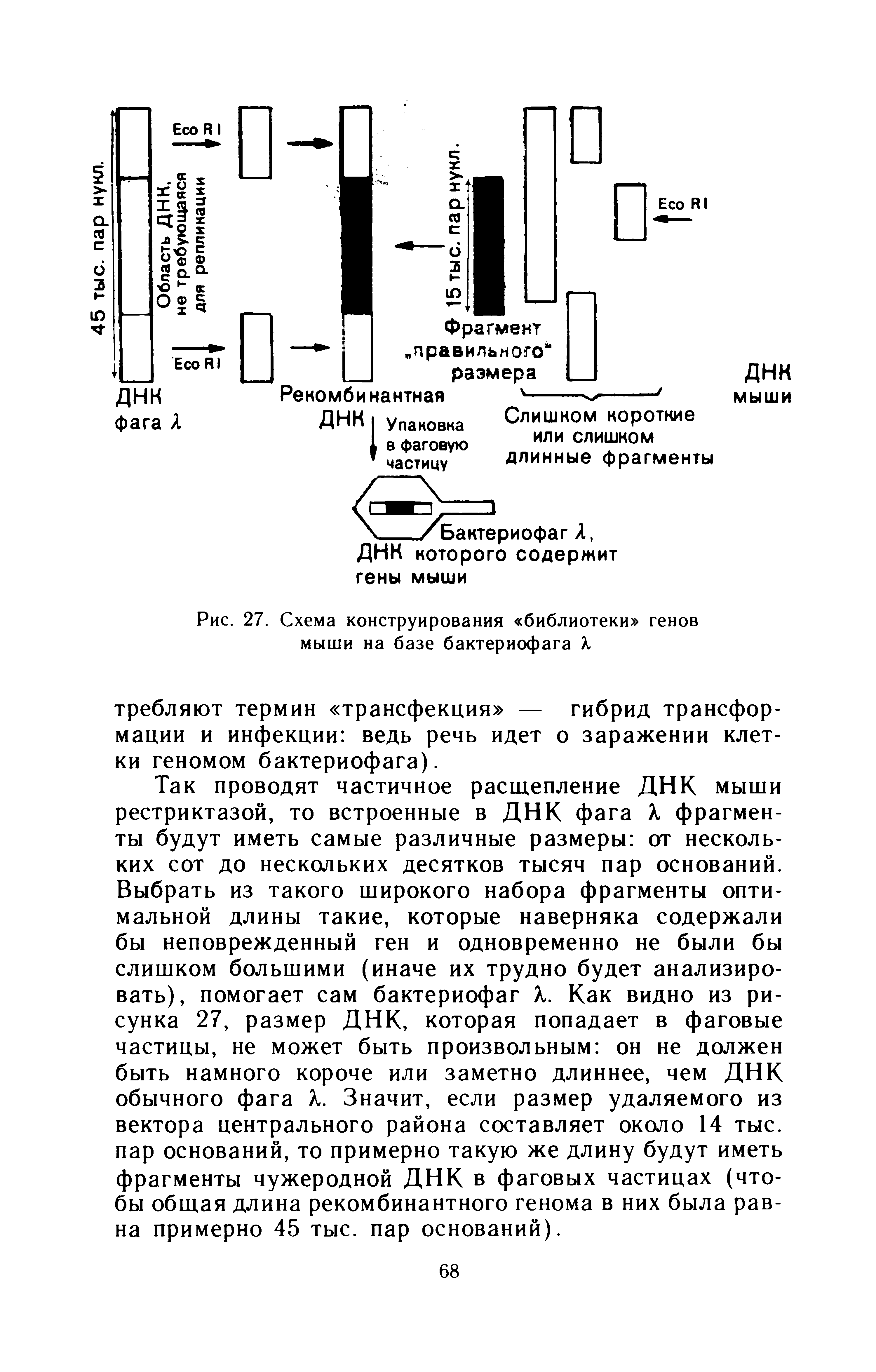Рис. 27. Схема конструирования библиотеки генов мыши на базе бактериофага X...