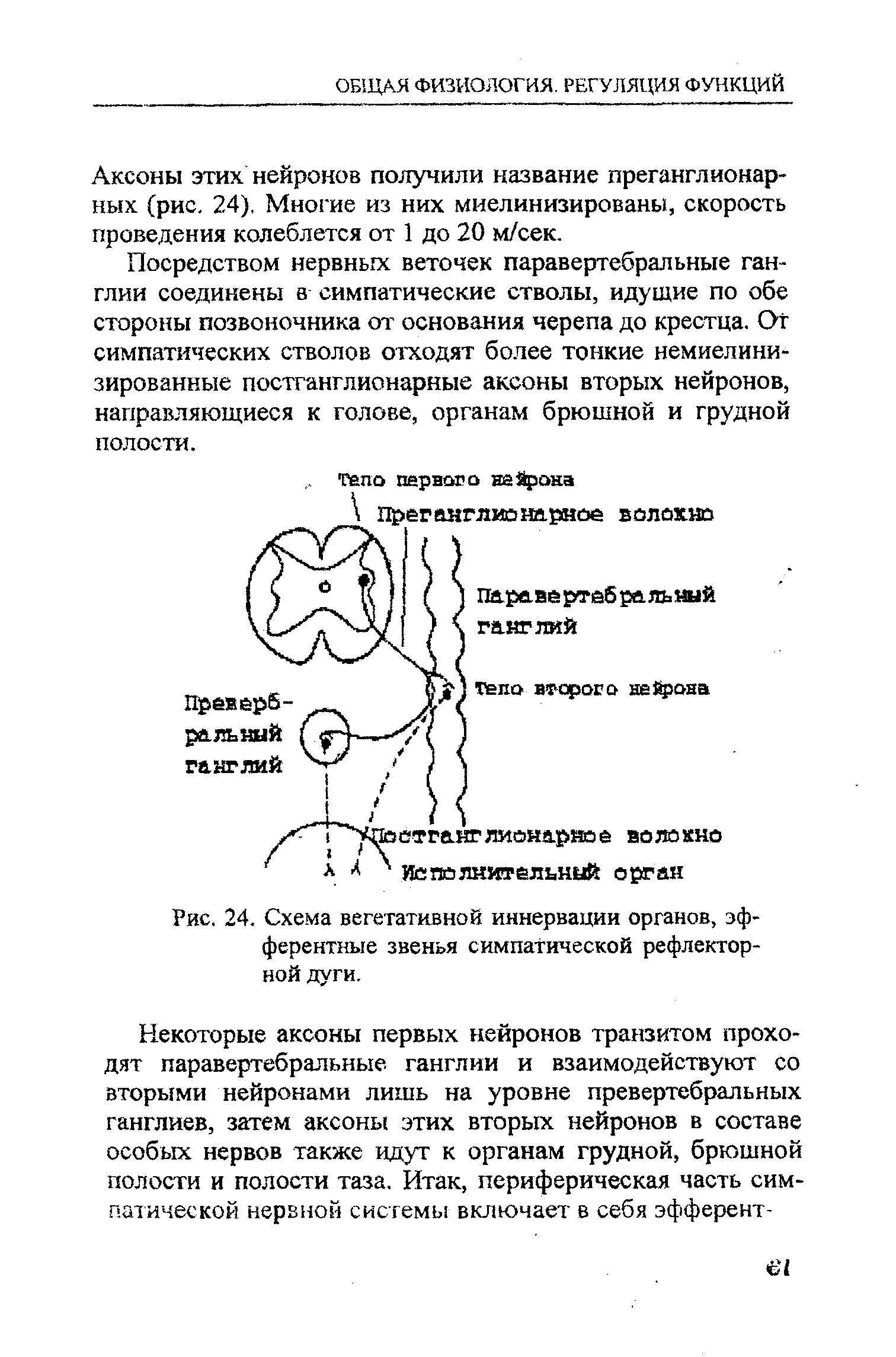 Рис. 24. Схема вегетативной иннервации органов, эфферентные звенья симпатической рефлекторной дуги.