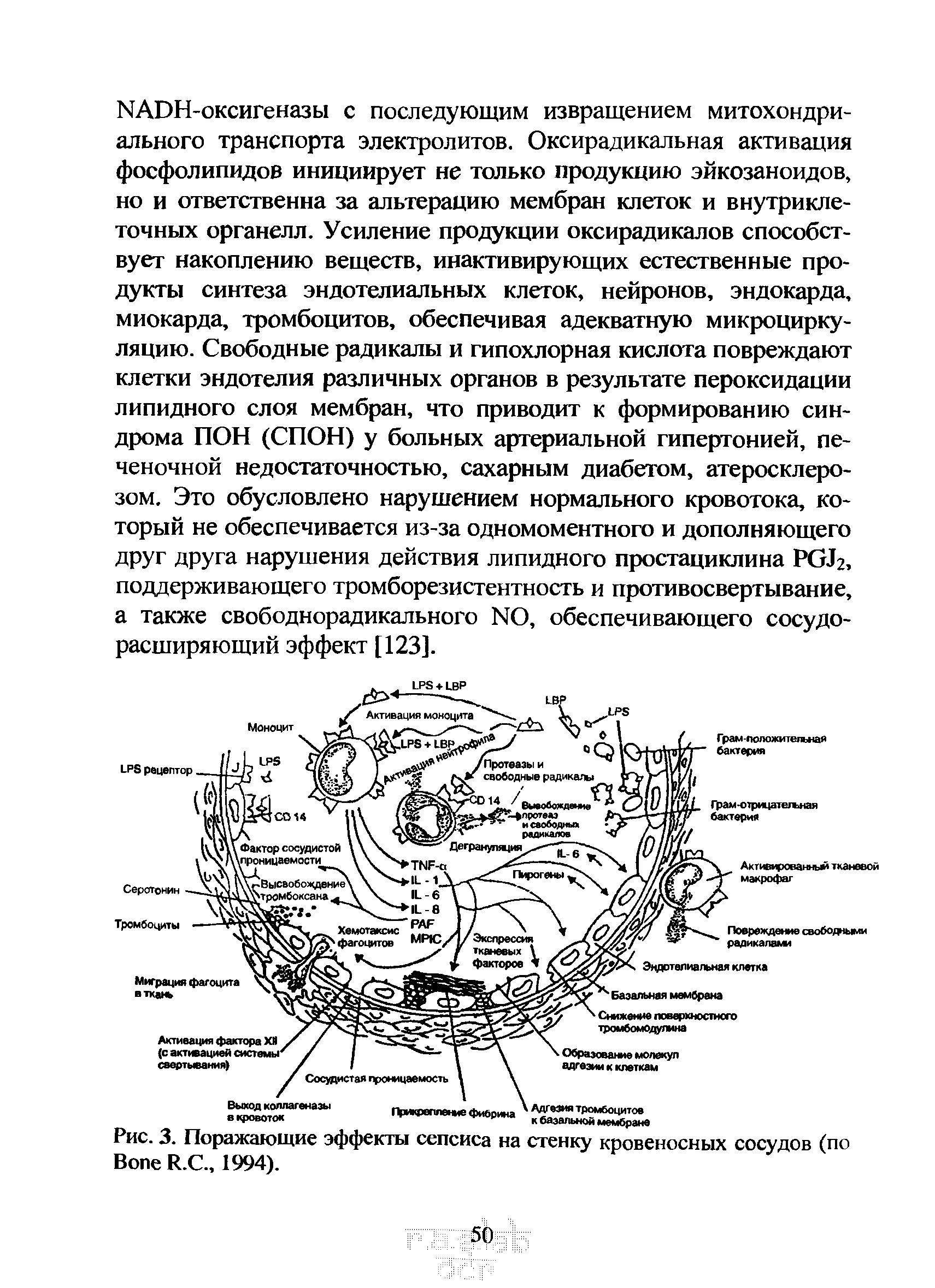 Рис. 3. Поражающие эффекты сепсиса на стенку кровеносных сосудов (по B R.C., 1994).