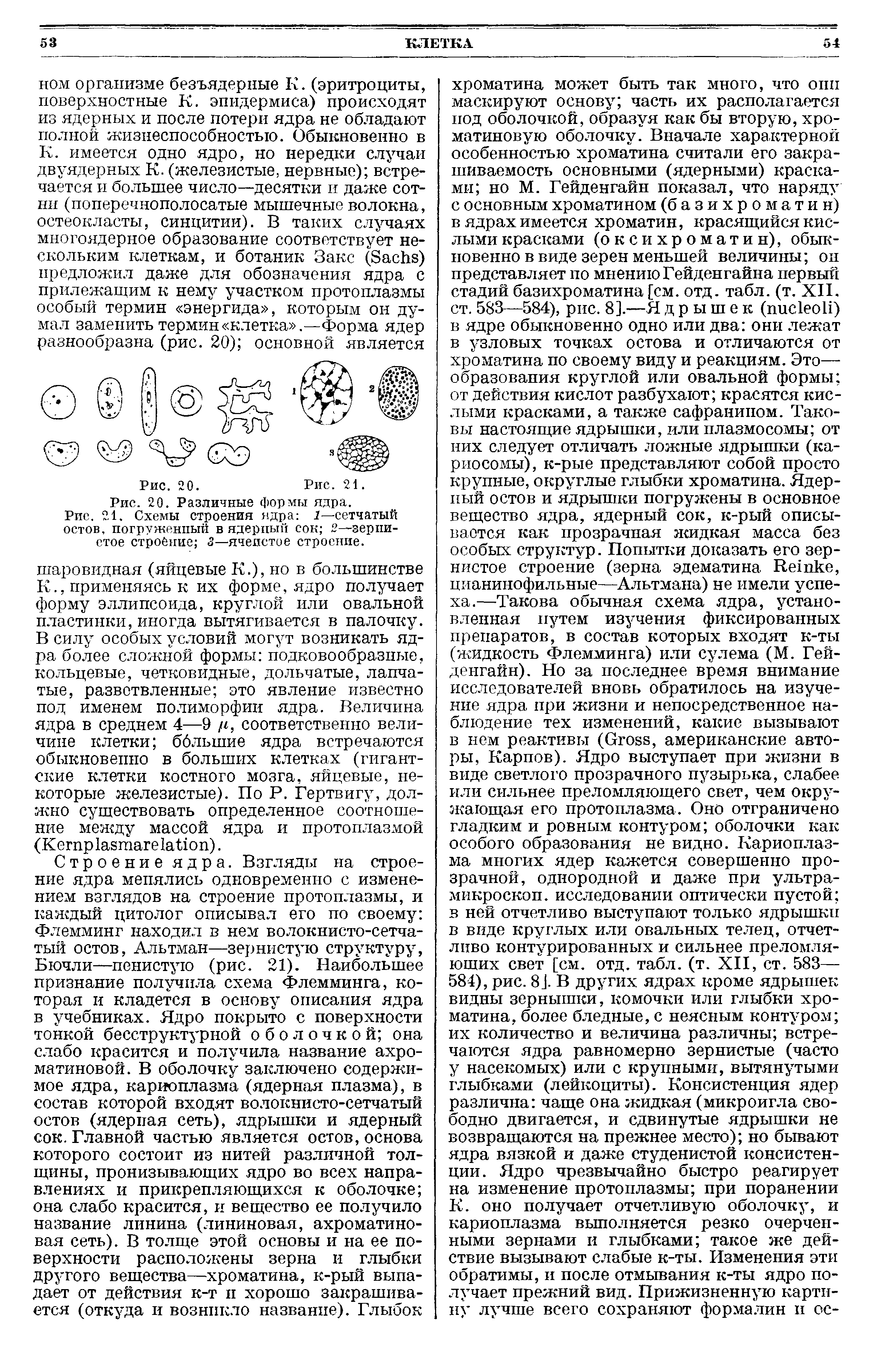 Рис. 21. Схемы строения ядра 1— сетчатый остов, погруженный в ядерный сок 2—зернистое строение 3—ячеистое строение.