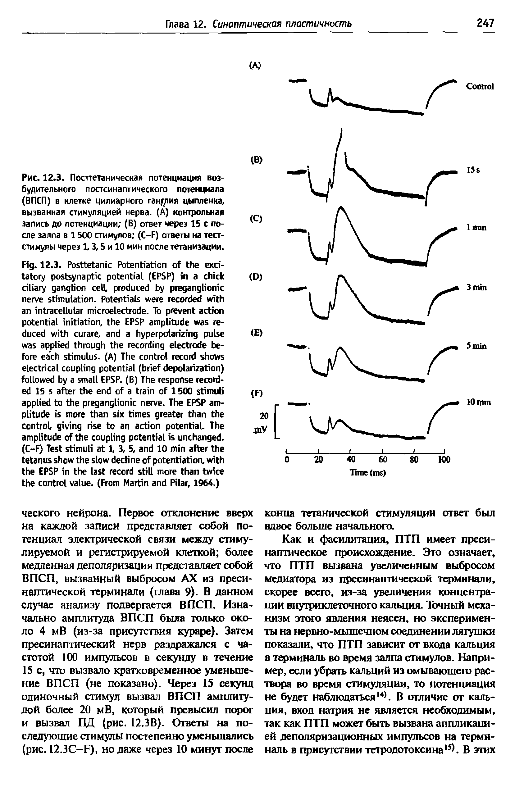 Рис. 12.3. Посттетаническая потенциация возбудительного постсинаптического потенциала (ВПСП) в клетке цилиарного ганглия цыпленка, вызванная стимуляцией нерва. (А) контрольная запись до потенциации (В) ответ через 15 с после залпа в 1500 стимулов (C-F) ответы на тест-стимулы через 1,3,5 и 10 мин послететанизации.