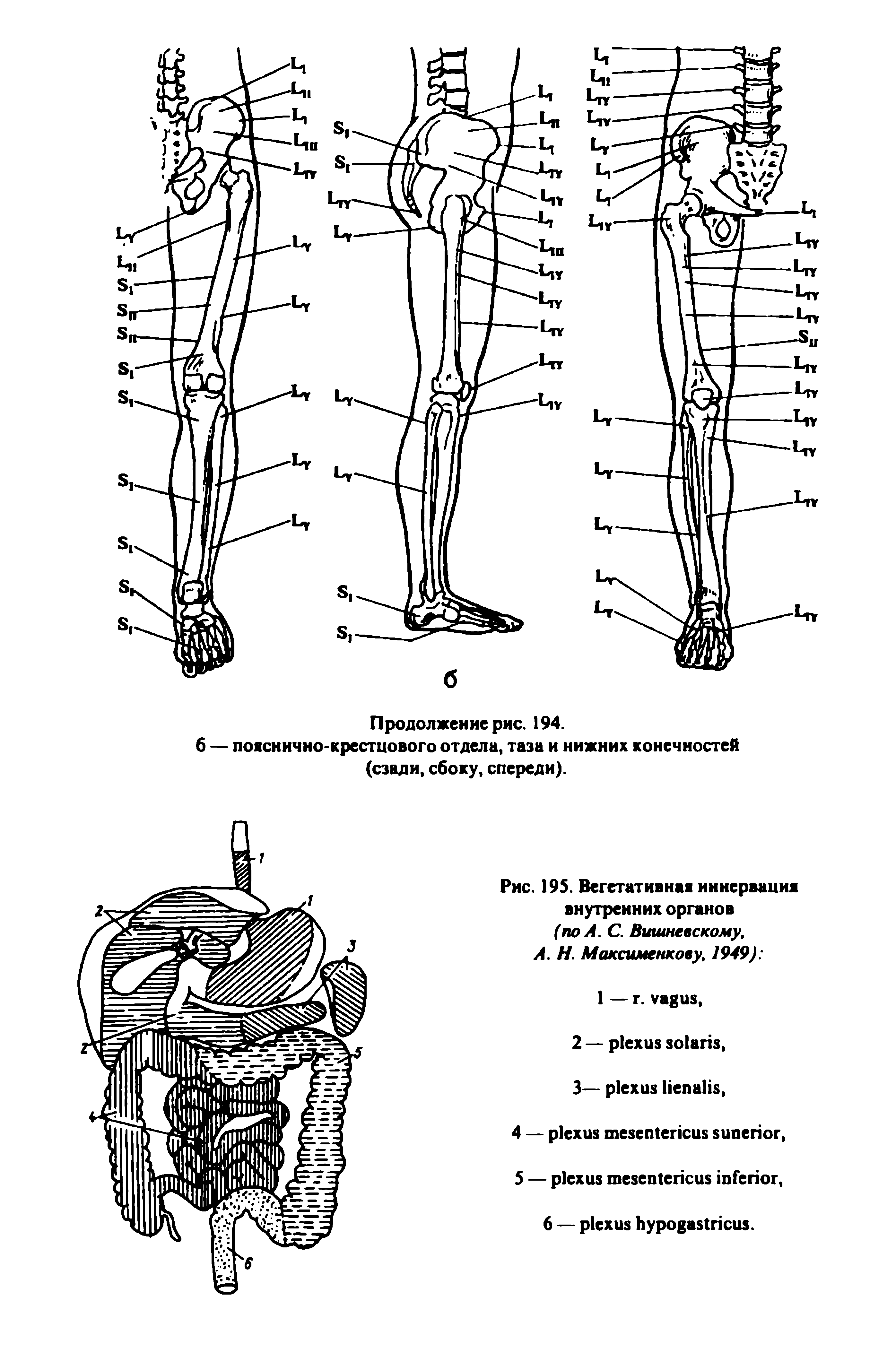 Рис. 195. Вегетативная иннервация внутренних органов (по А. С. Вишневскому, А. Н. Максименкову, 1949) ...