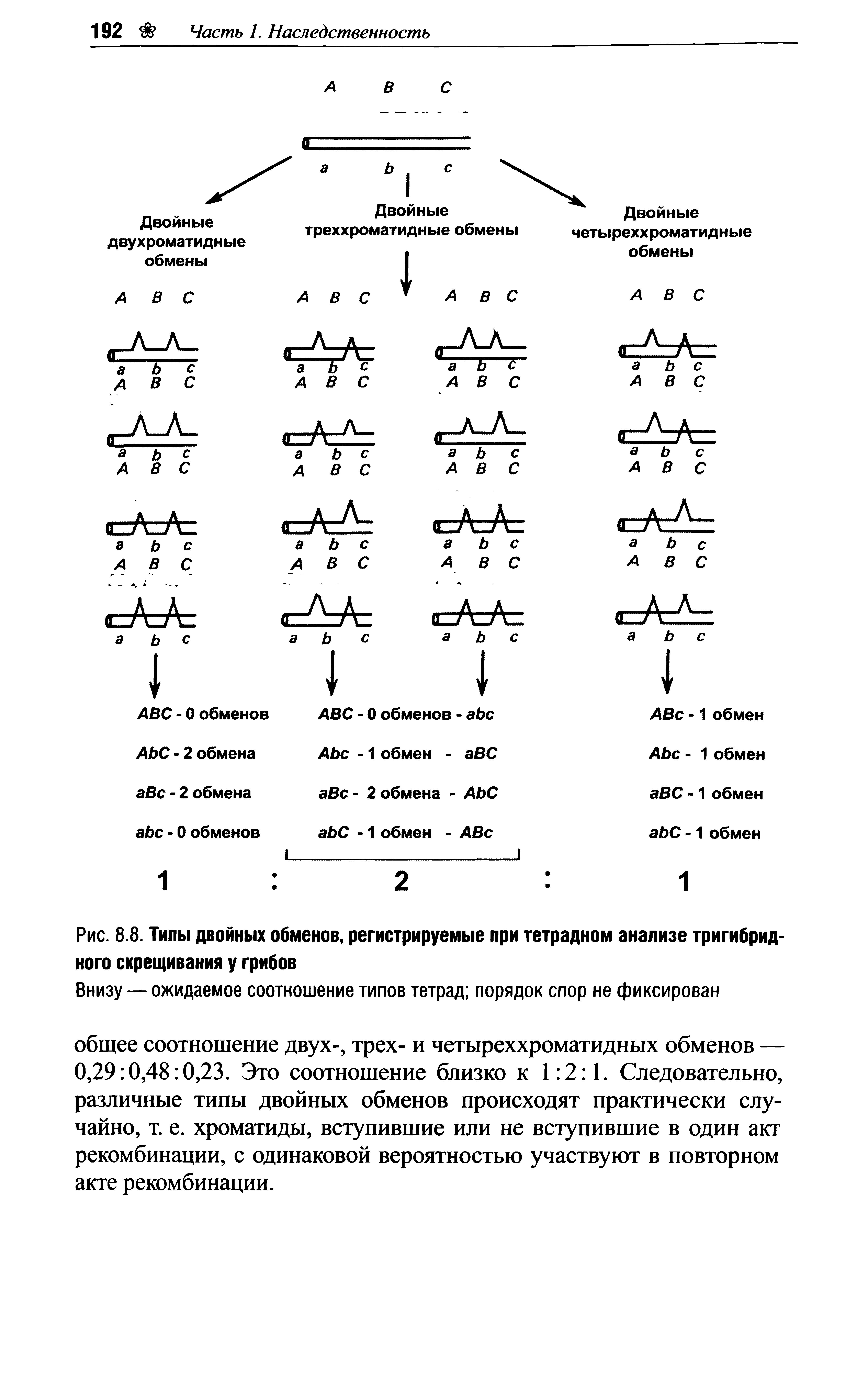 Рис. 8.8. Типы двойных обменов, регистрируемые при тетрадном анализе тригибрид-ного скрещивания у грибов...