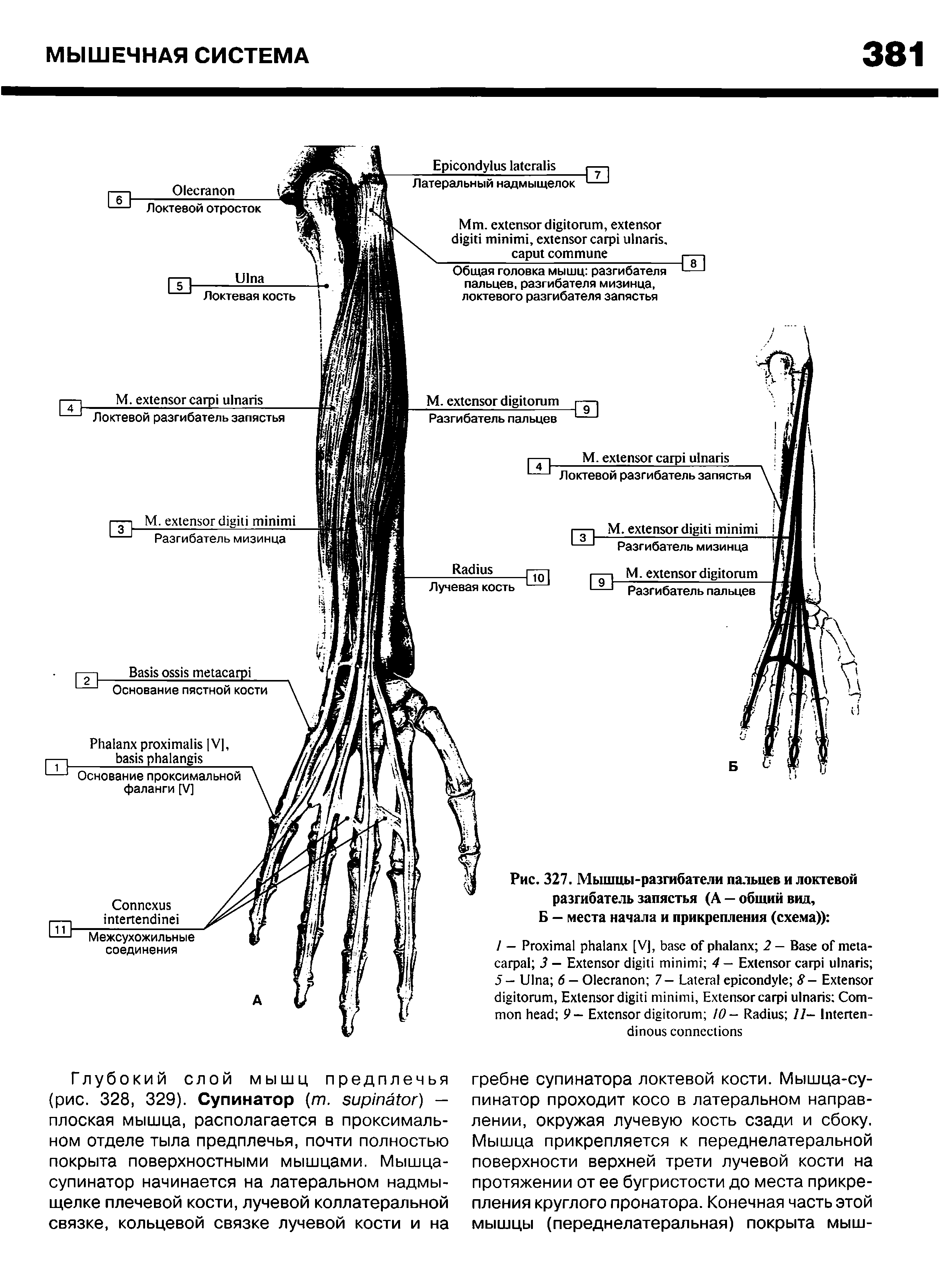 Рис. 327. Мышцы-разгибатели пальцев и локтевой разгибатель запястья (А — общий вид, Б — места начала и прикрепления (схема)) ...