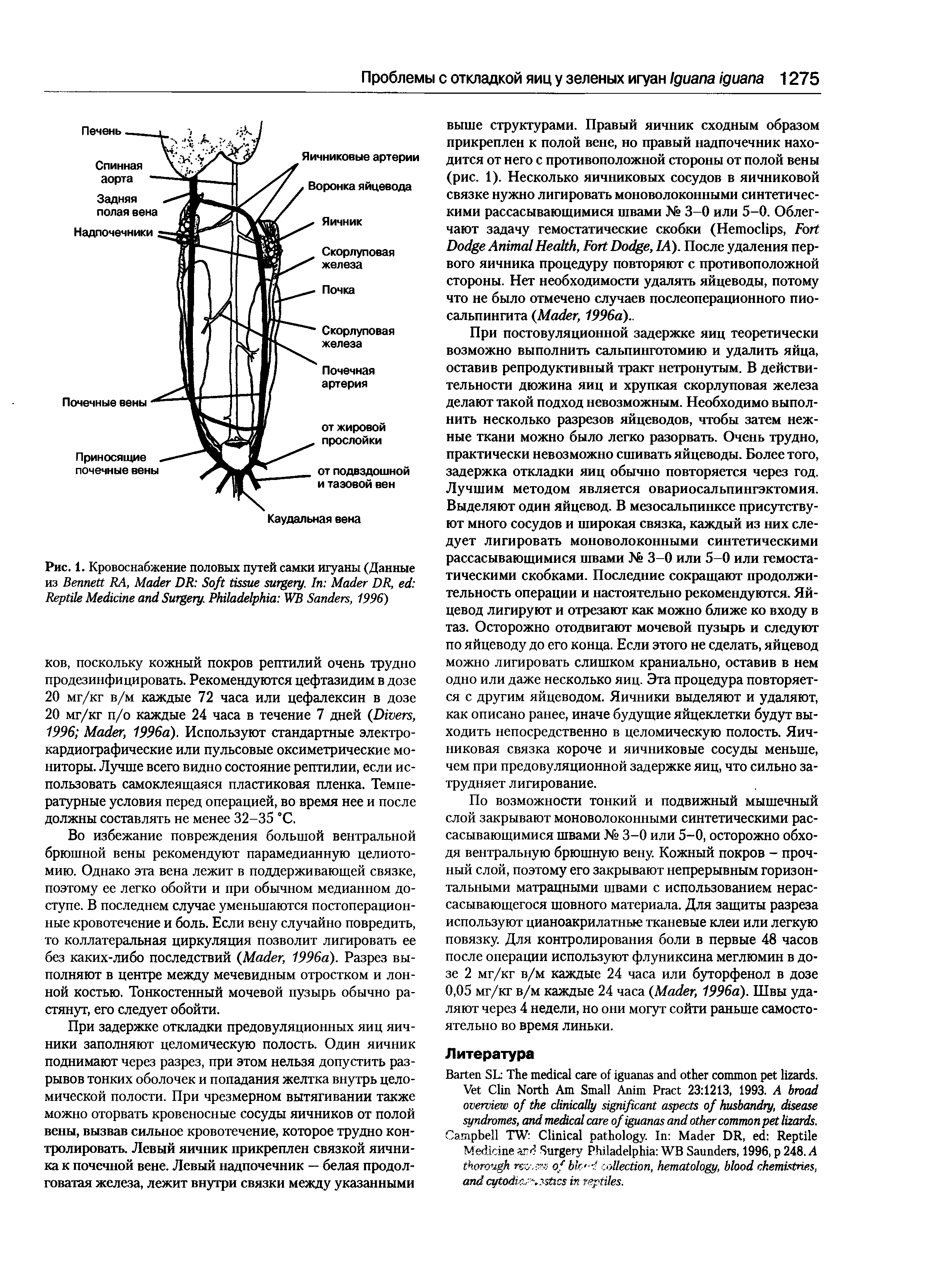 Рис. 1. Кровоснабжение половых путей самки игуаны (Данные из B RA, M DR S . I M DR, R M S . P WB S , 1996)...