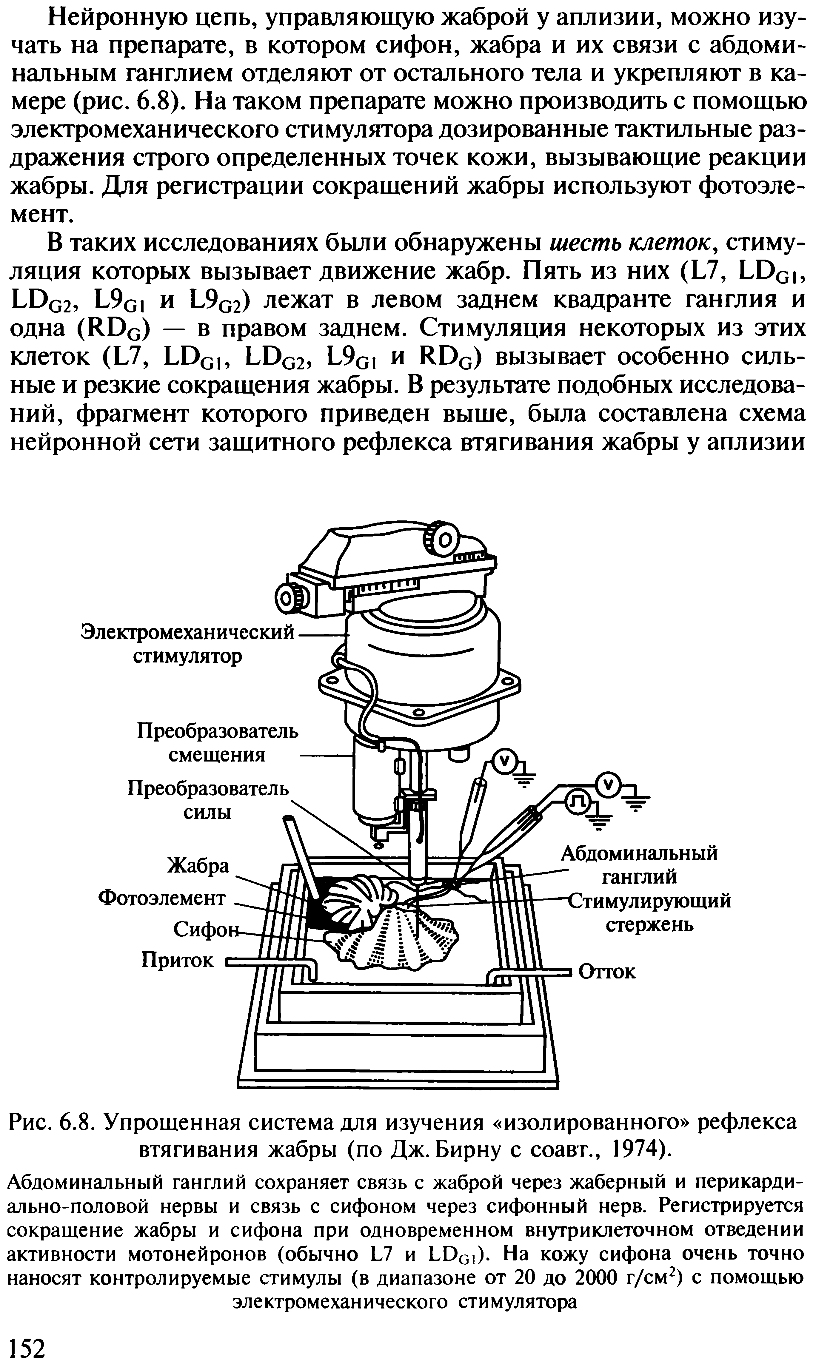 Рис. 6.8. Упрощенная система для изучения изолированного рефлекса втягивания жабры (по Дж. Бирну с соавг., 1974).