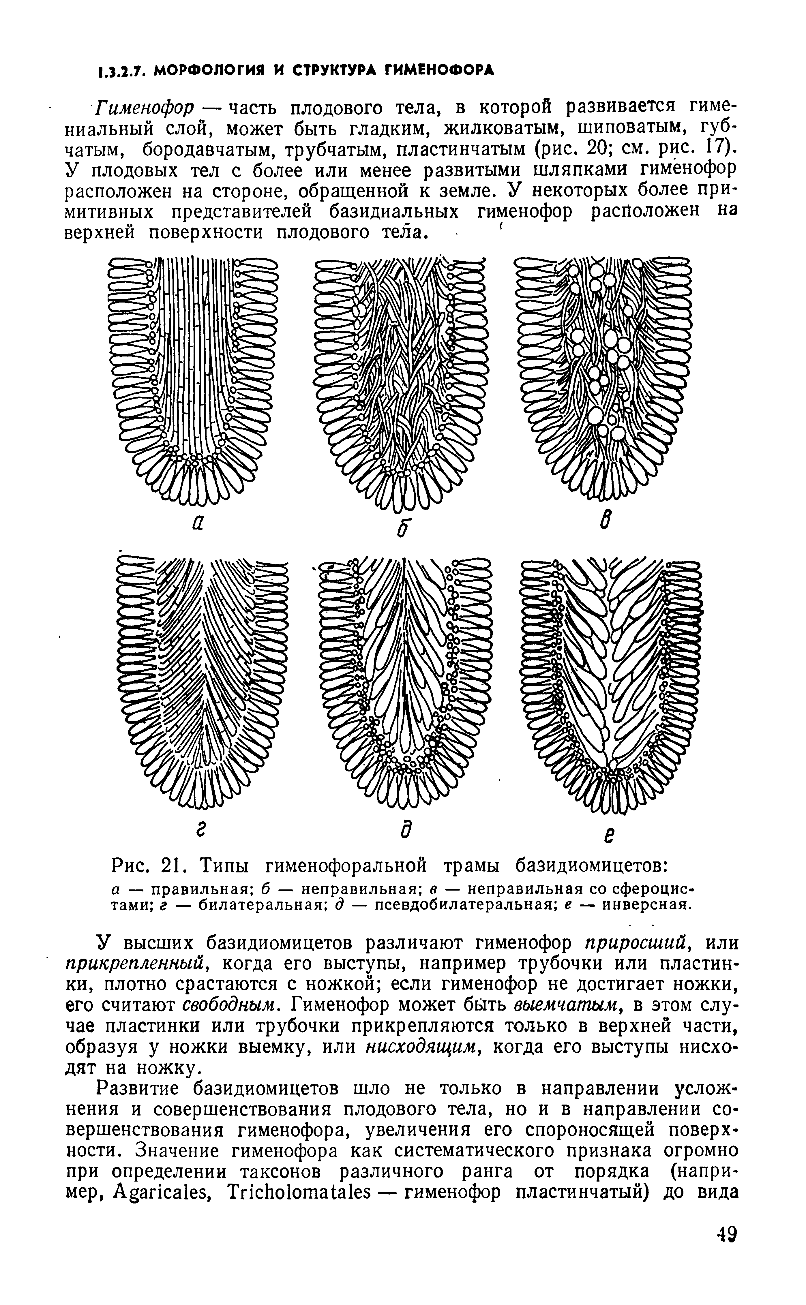 Рис. 21. Типы гименофоральной трамы базидиомицетов а — правильная б — неправильная в — неправильная со сфероцис-тами г — билатеральная д — псевдобилатеральная е — инверсная.