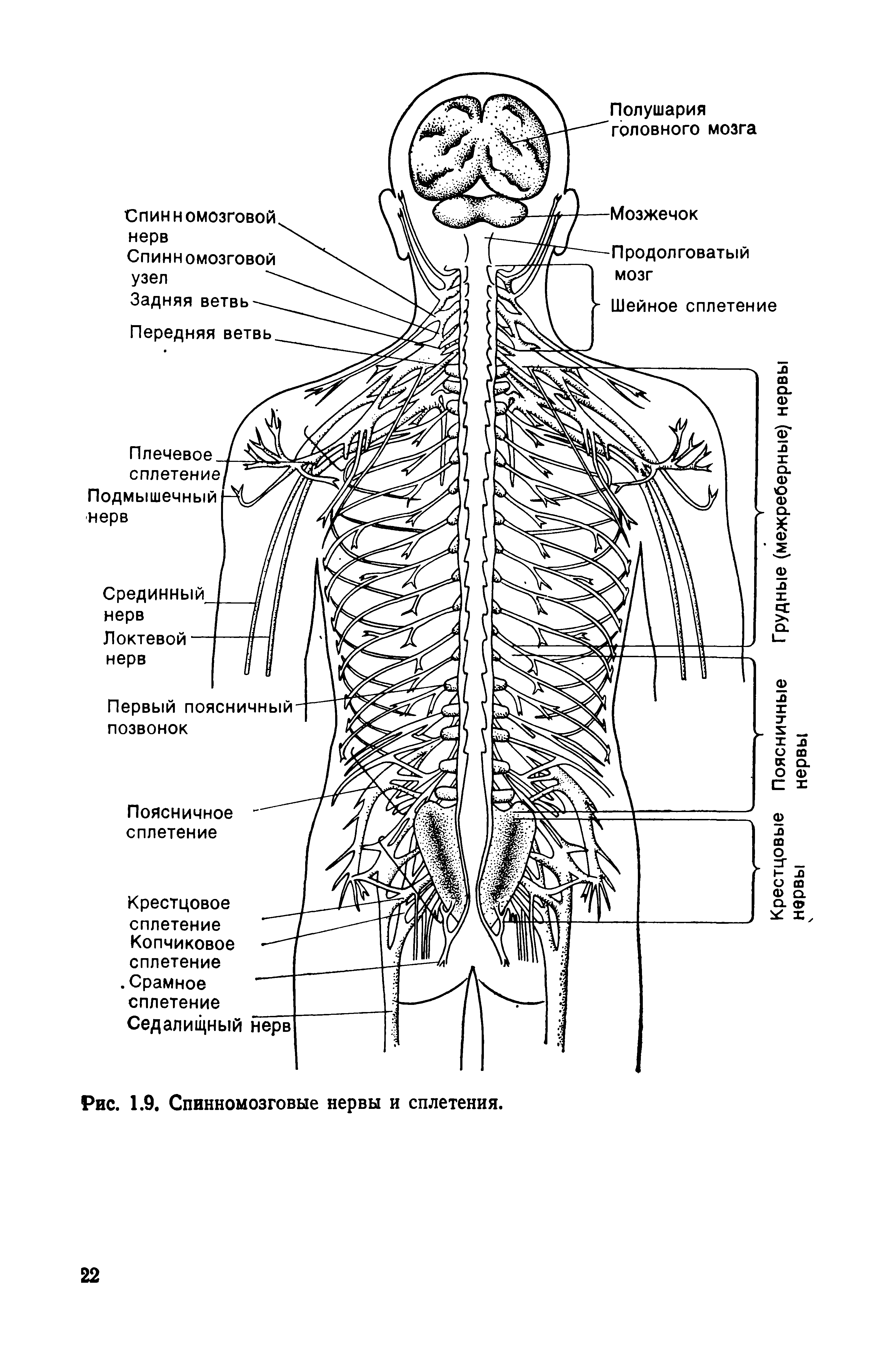 Спинномозговые сплетения схема