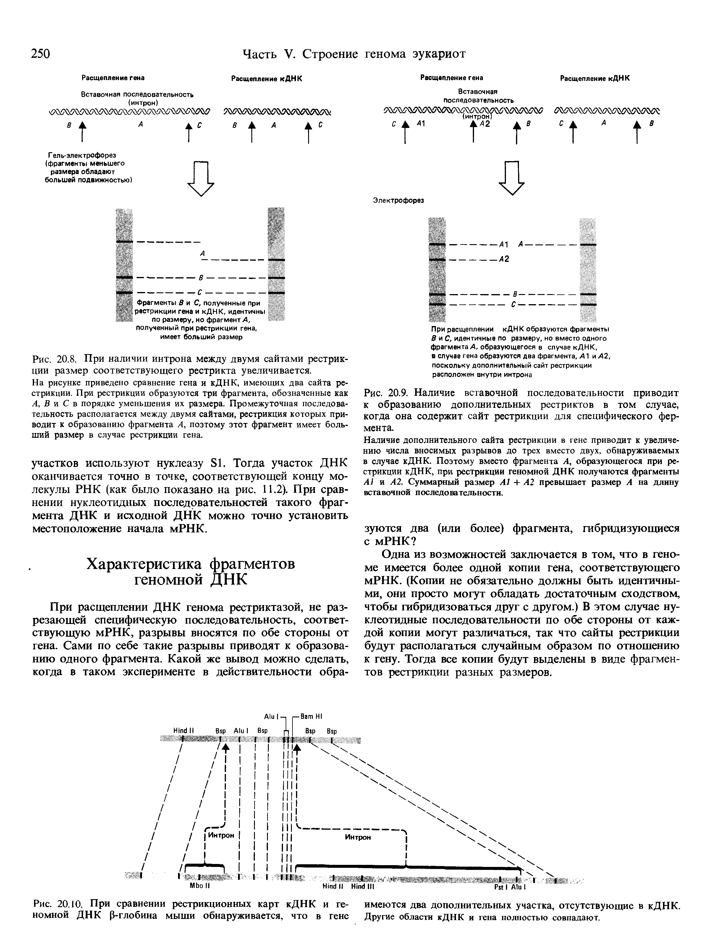 Рис. 20.9. Наличие вставочной последовательности приводит к образованию дополнительных рестриктов в том случае, когда она содержит сайт рестрикции для специфического фермента.