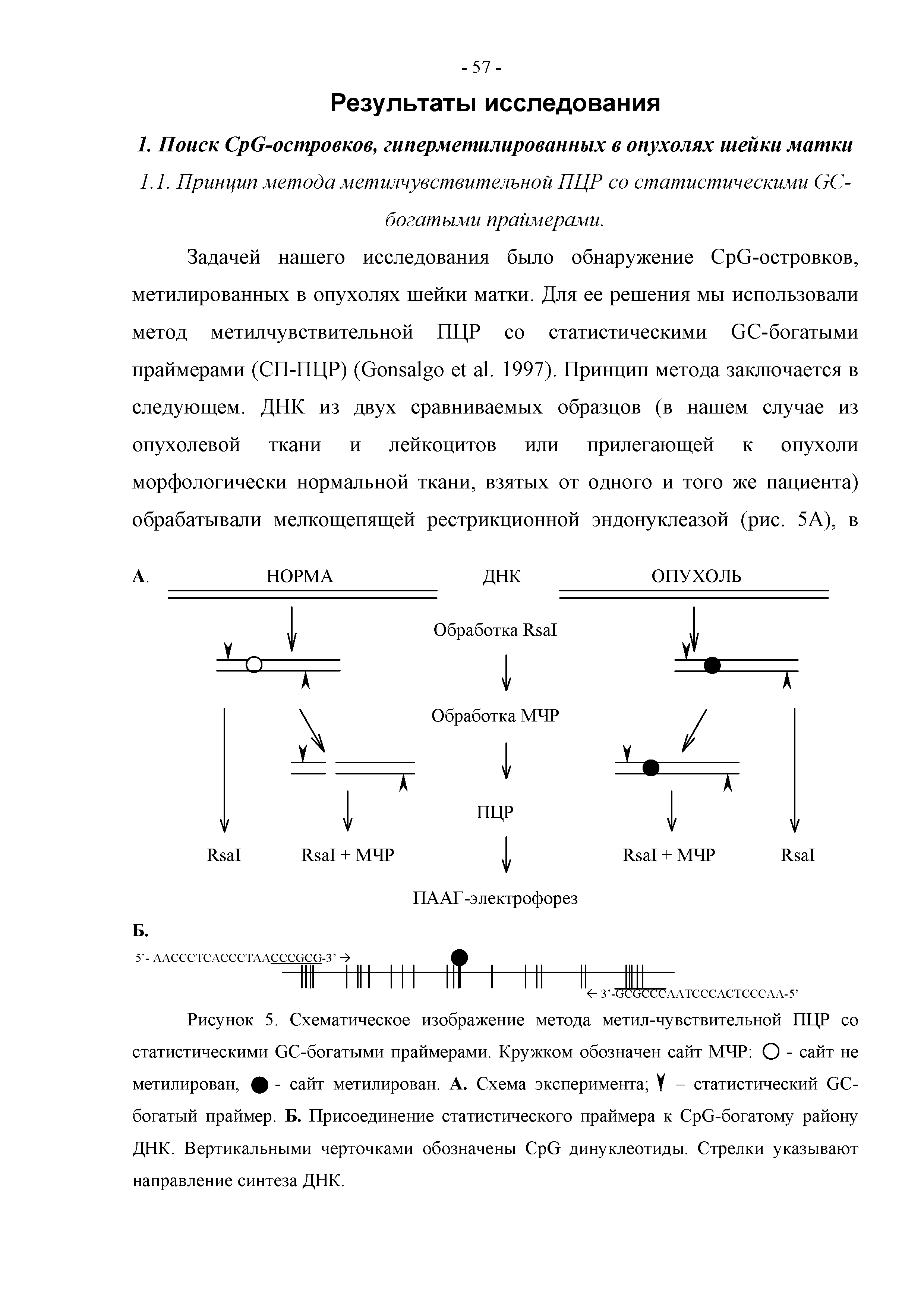 Рисунок 5. Схематическое изображение метода метил-чувствительной ПНР со статистическими ОС-богатыми праймерами. Кружком обозначен сайт МЧР О - сайт не метилирован, ф - сайт метилирован. А. Схема эксперимента У - статистический ОС-богатый праймер. Б. Присоединение статистического праймера к СрО-богатому району ДНК. Вертикальными черточками обозначены СрО динуклеотиды. Стрелки указывают направление синтеза ДНК.