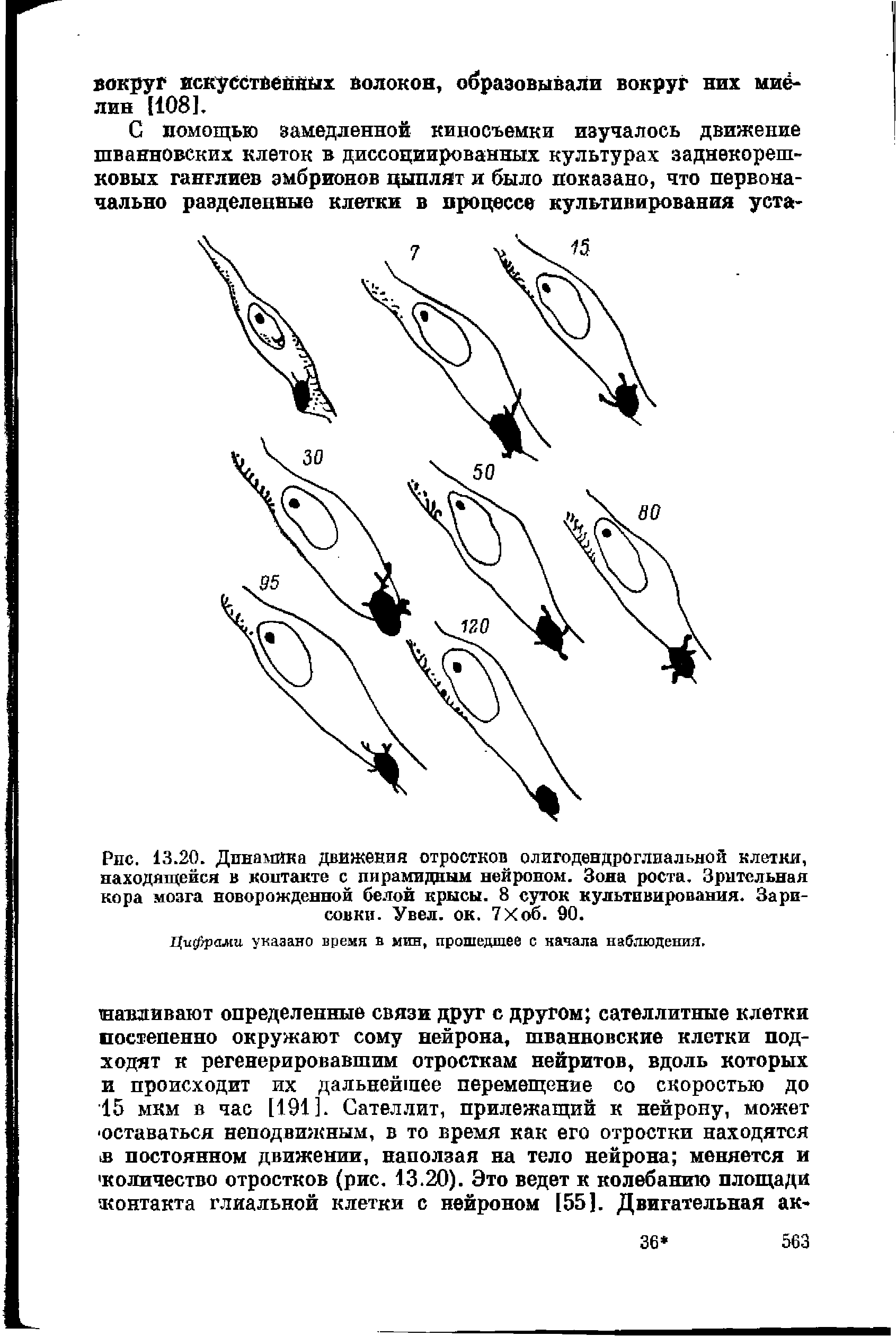 Рис. 13.20. Динамика движения отростков олигодендроглиальной клетки, находящейся в контакте с пирамидным нейроном. Зона роста. Зрительная кора мозга новорожденной белой крысы. 8 суток культивирования. Зарисовки. Увел. ок. 7Хоб. 90.