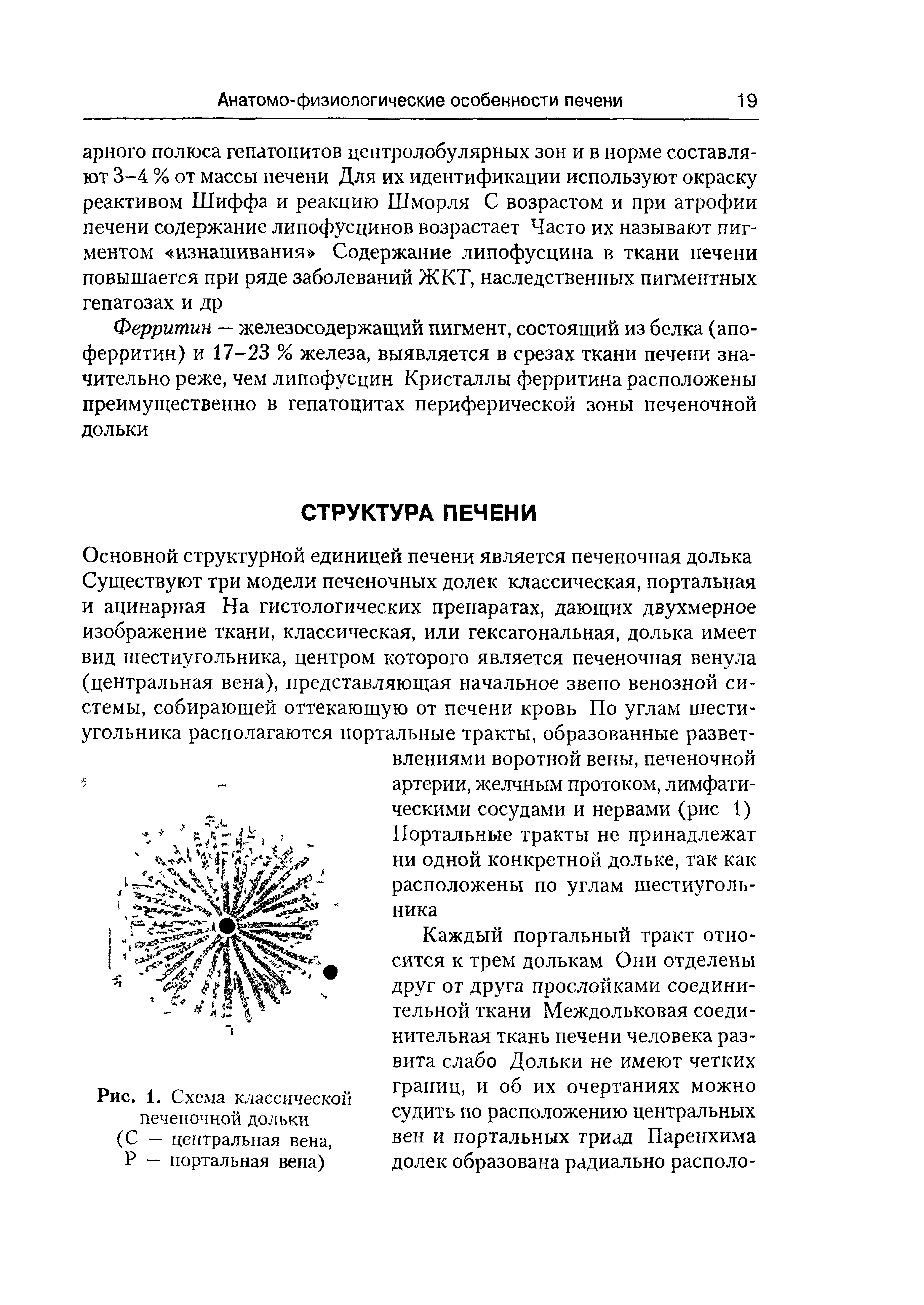 Рис. 1. Схема классическом печеночной дольки (С — центральная вена, Р — портальная вена)...