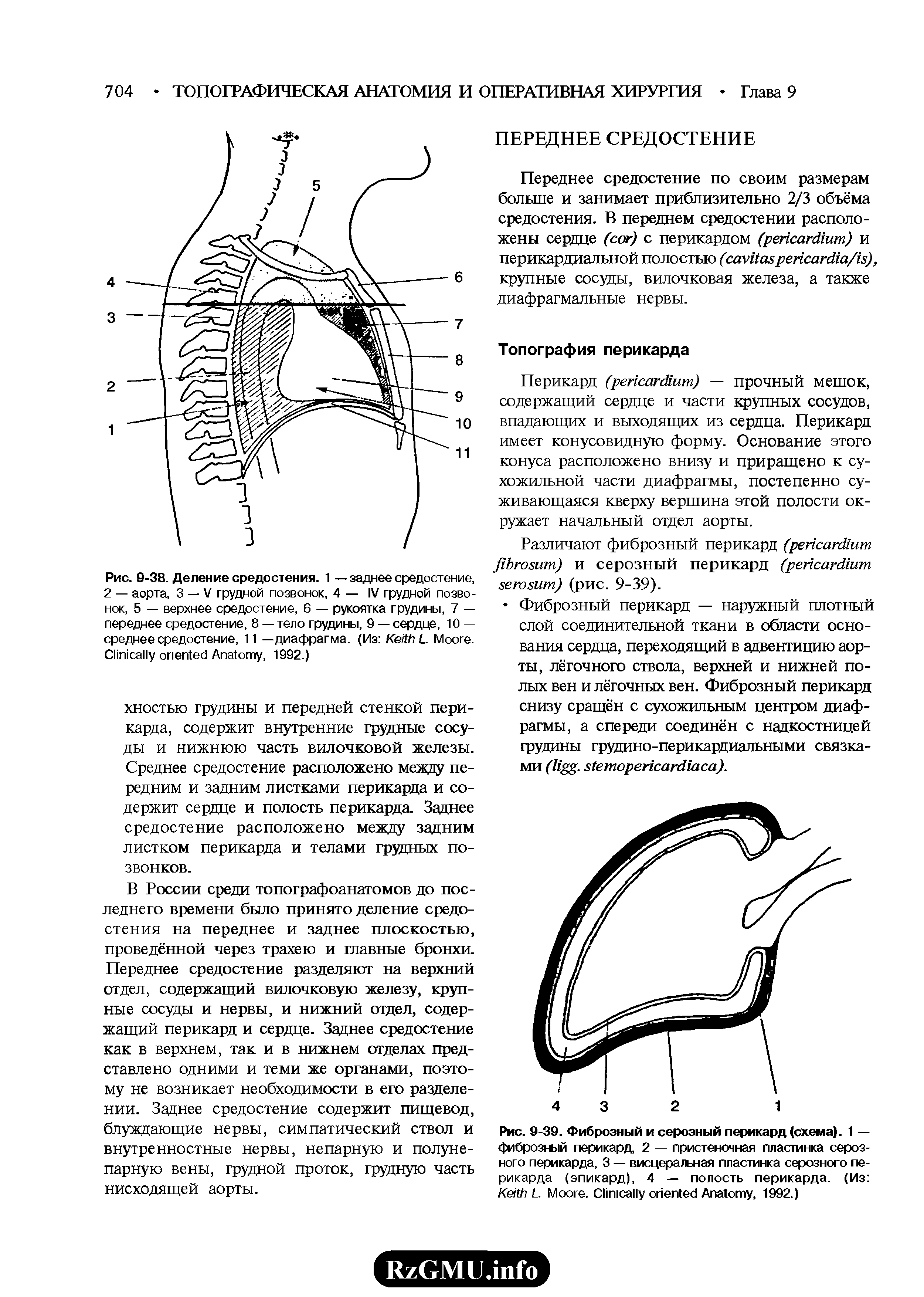 Рис. 9-39. Фиброзный и серозный перикард (схема). 1 — фиброзный перикард, 2 — пристеночная пластинка серозного перикарда, 3 — висцеральная пластинка серозного перикарда (эпикард), 4 — полость перикарда. (Из K L. M . C A , 1992.)...