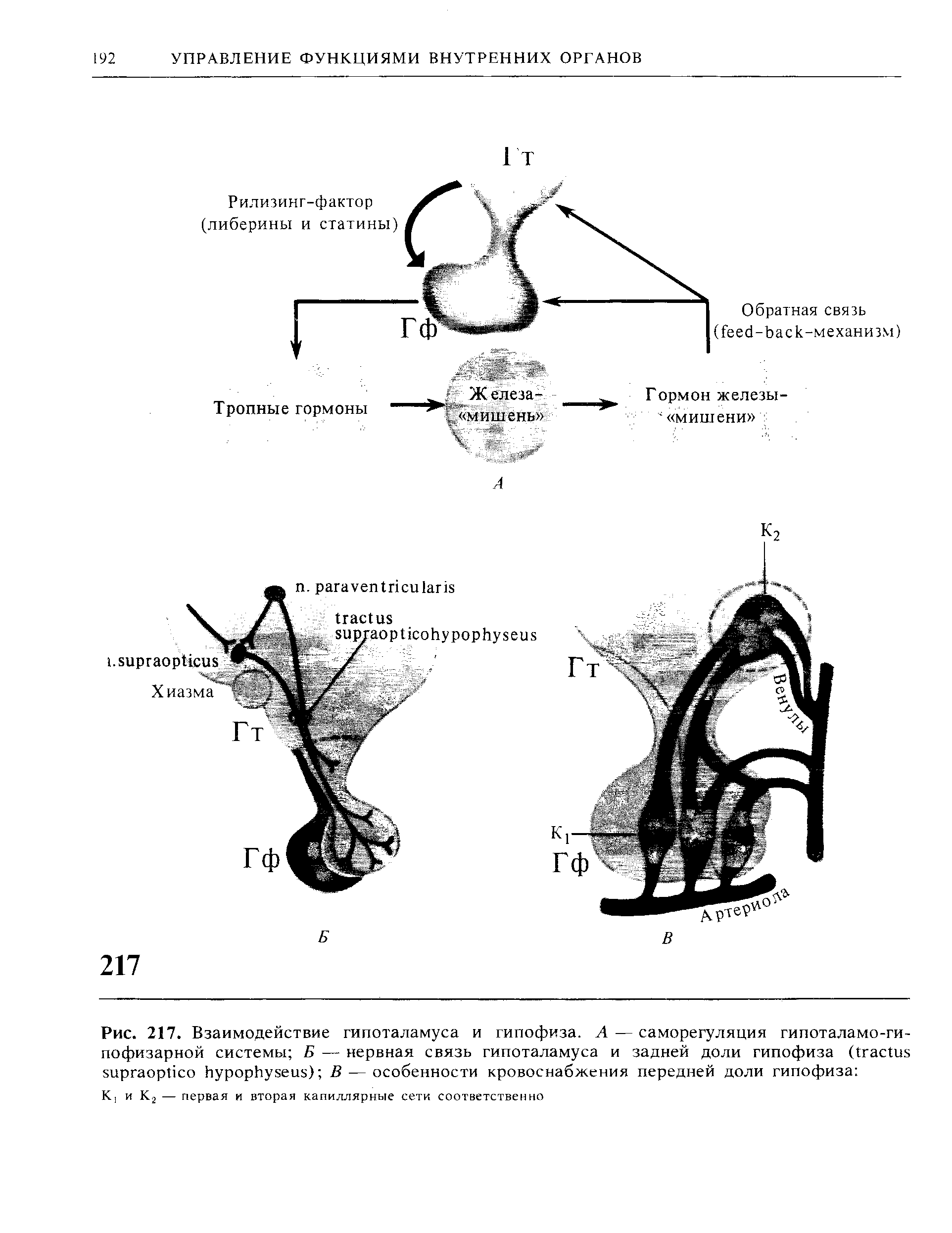 Рис. 217. Взаимодействие гипоталамуса и гипофиза. А — саморегуляция гипоталамо-ги-пофизарной системы Б — нервная связь гипоталамуса и задней доли гипофиза Цтас зиргаорПсо ИурорЬузеиз) В — особенности кровоснабжения передней доли гипофиза ...