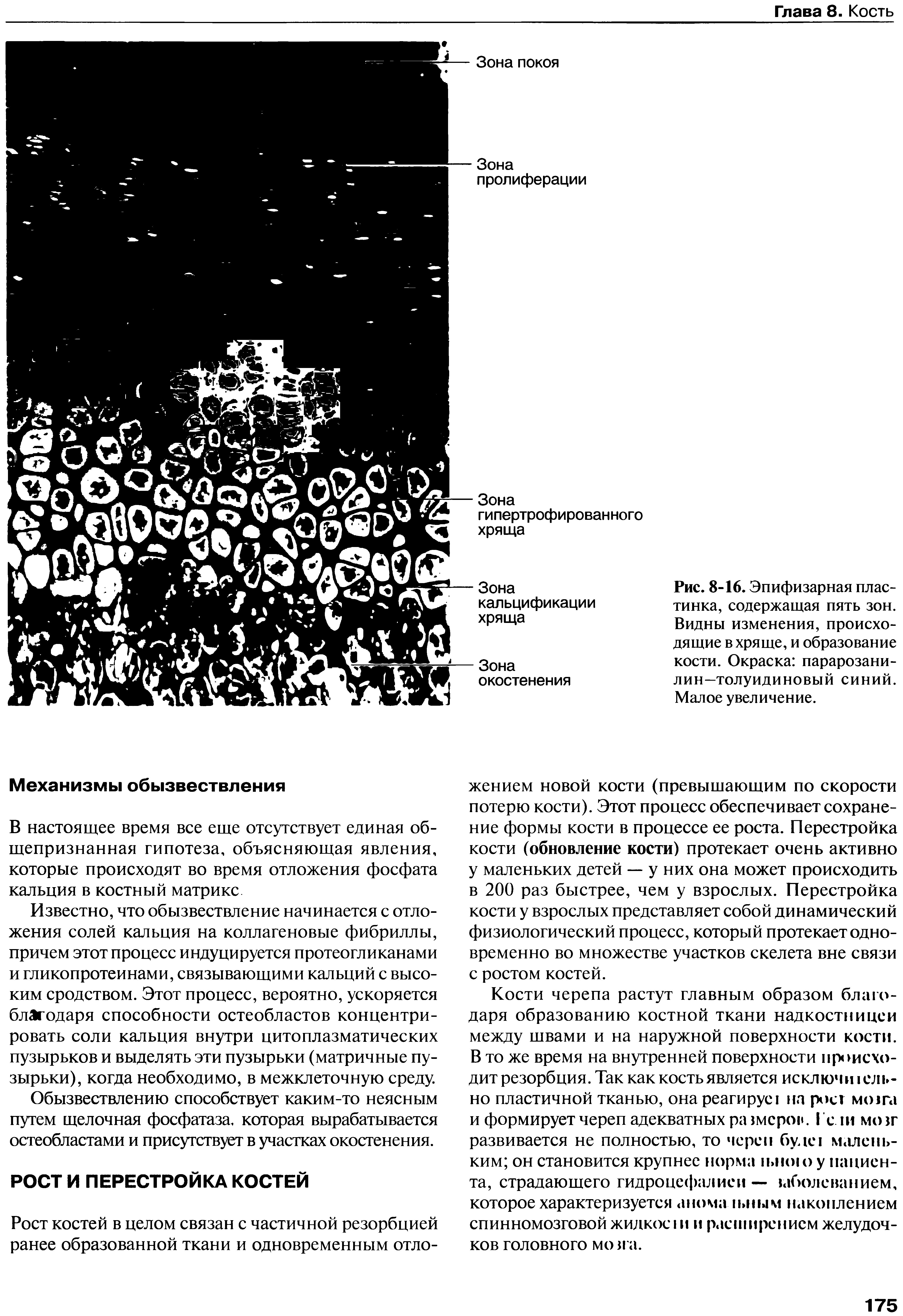 Рис. 8-16. Эпифизарная пластинка, содержащая пять зон. Видны изменения, происходящие в хряще, и образование кости. Окраска парарозанилин-толуидиновый синий. Малое увеличение.