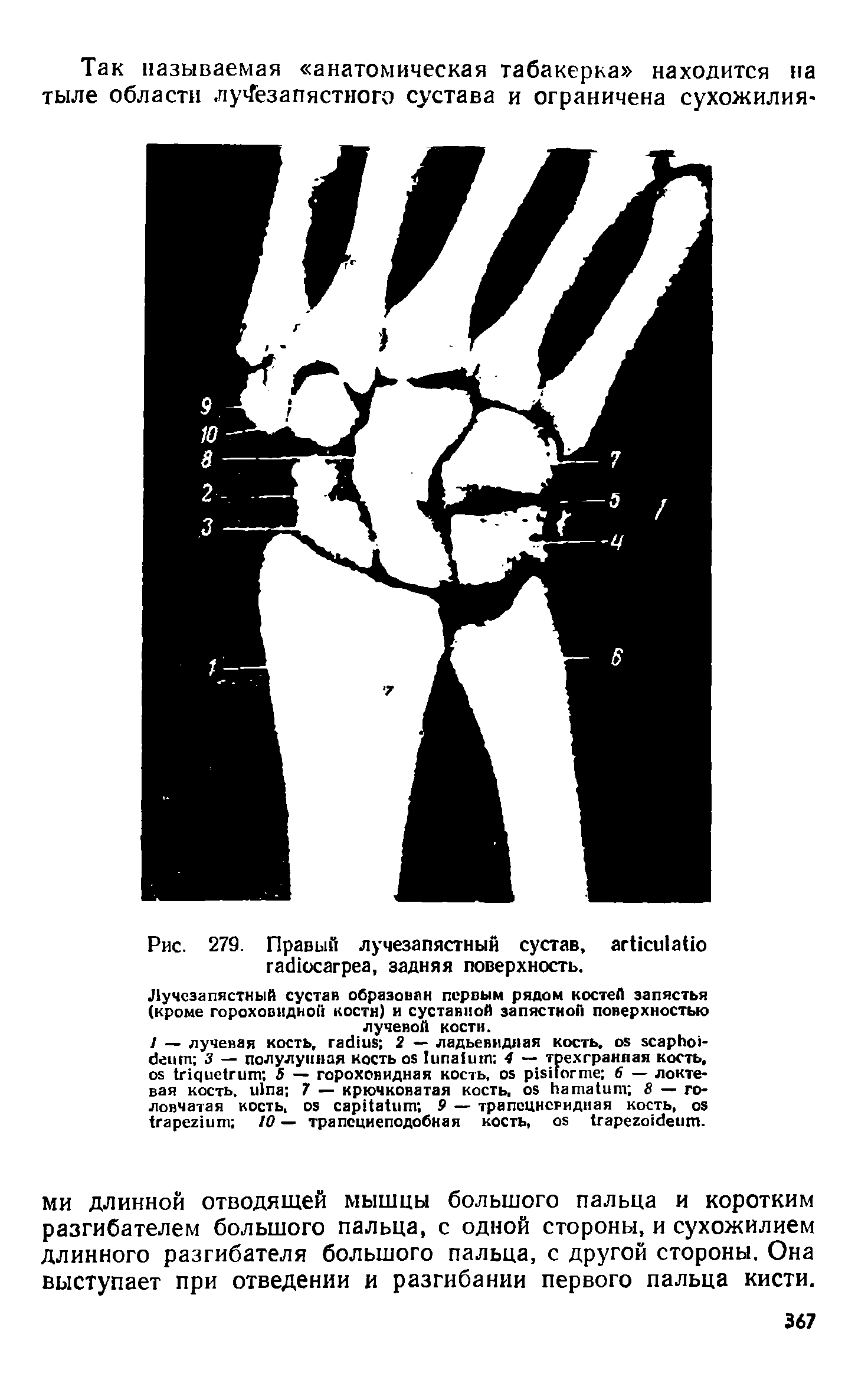 Рис. 279. Правый лучезапястный сустав, , задняя поверхность.