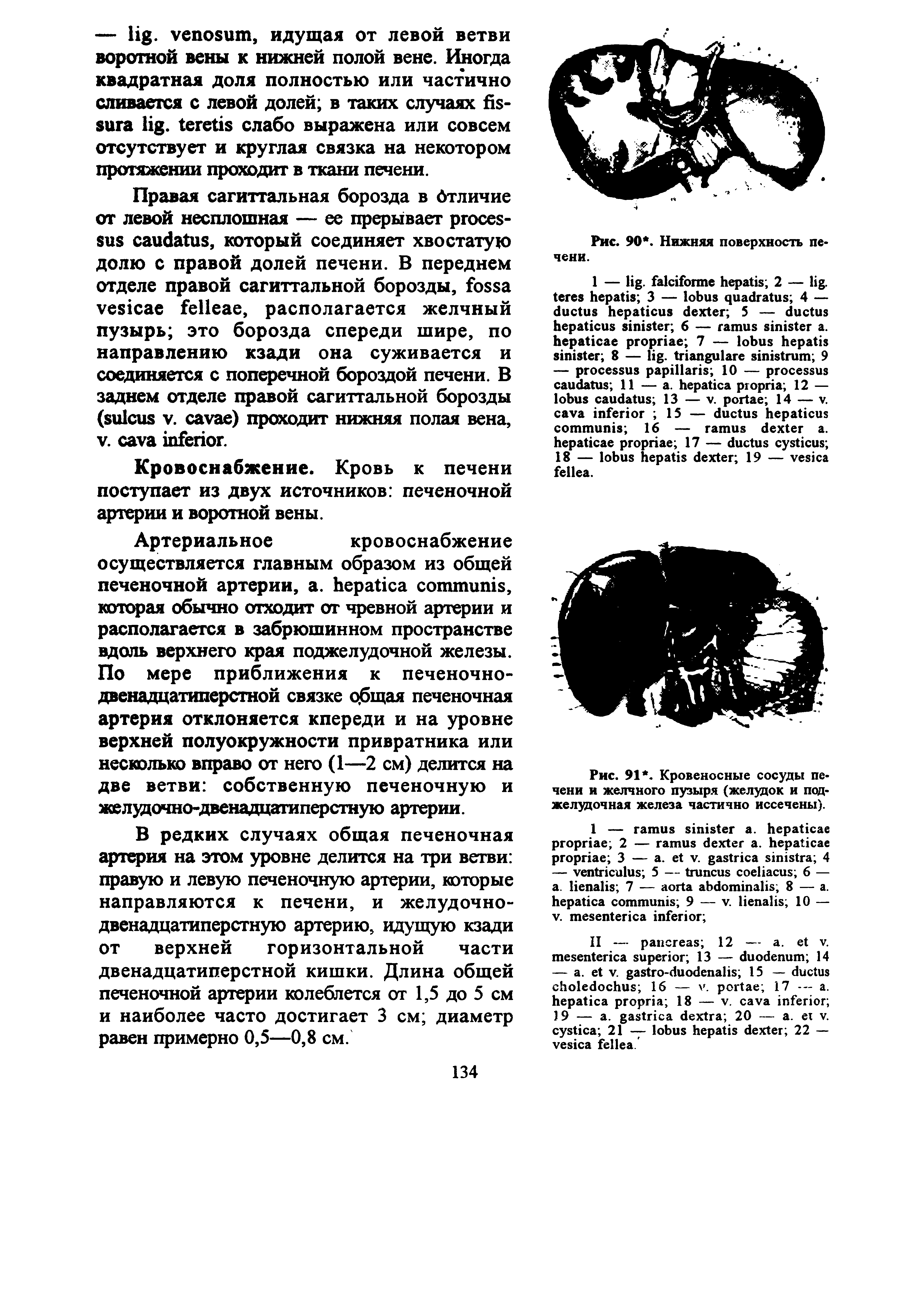 Рис. 91. Кровеносные сосуды печени и желчного пузыря (желудок и поджелудочная железа частично иссечены).