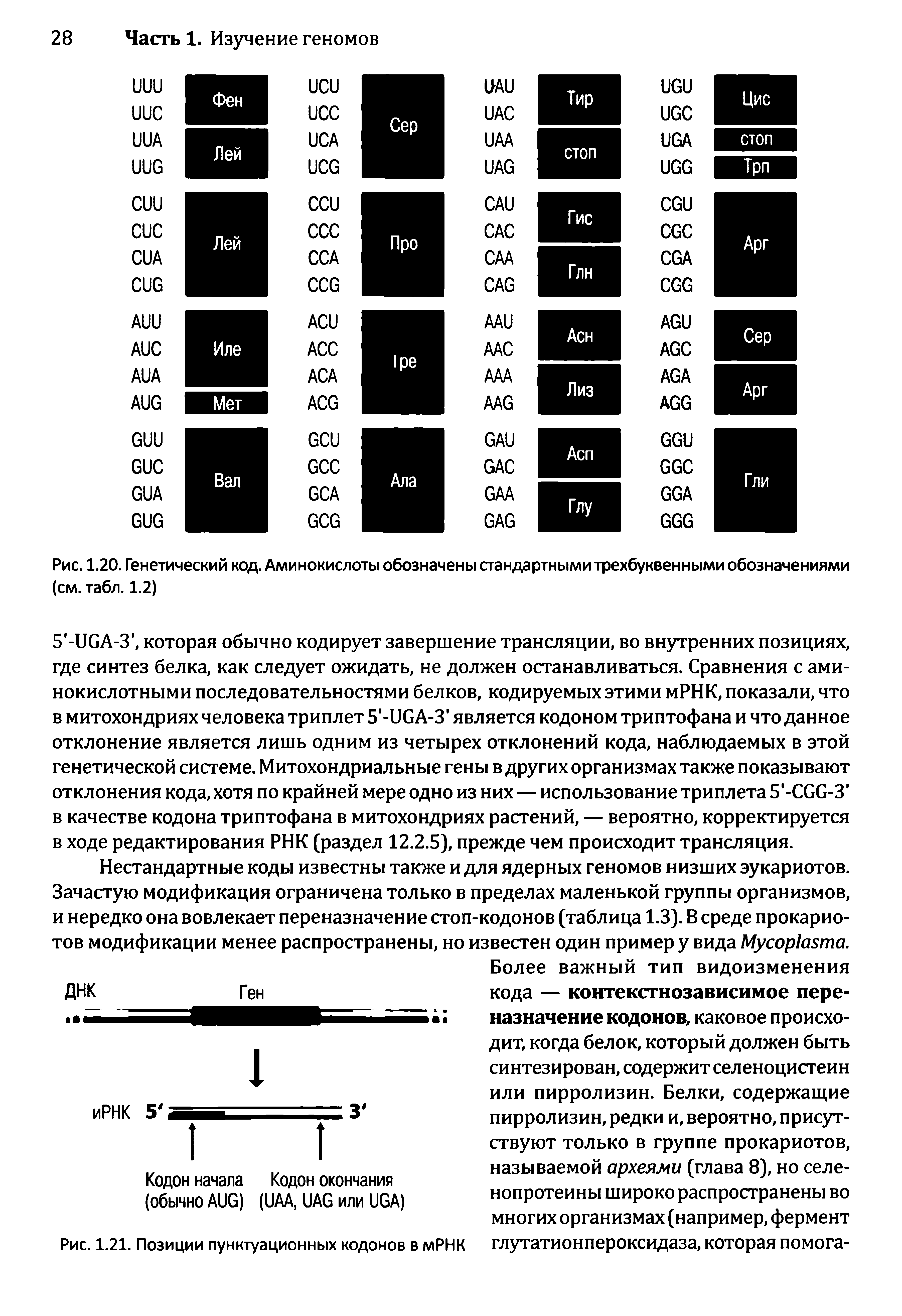 Рис. 1.20. Генетический код. Аминокислоты обозначены стандартными трехбуквенными обозначениями (см. табл. 1.2)...