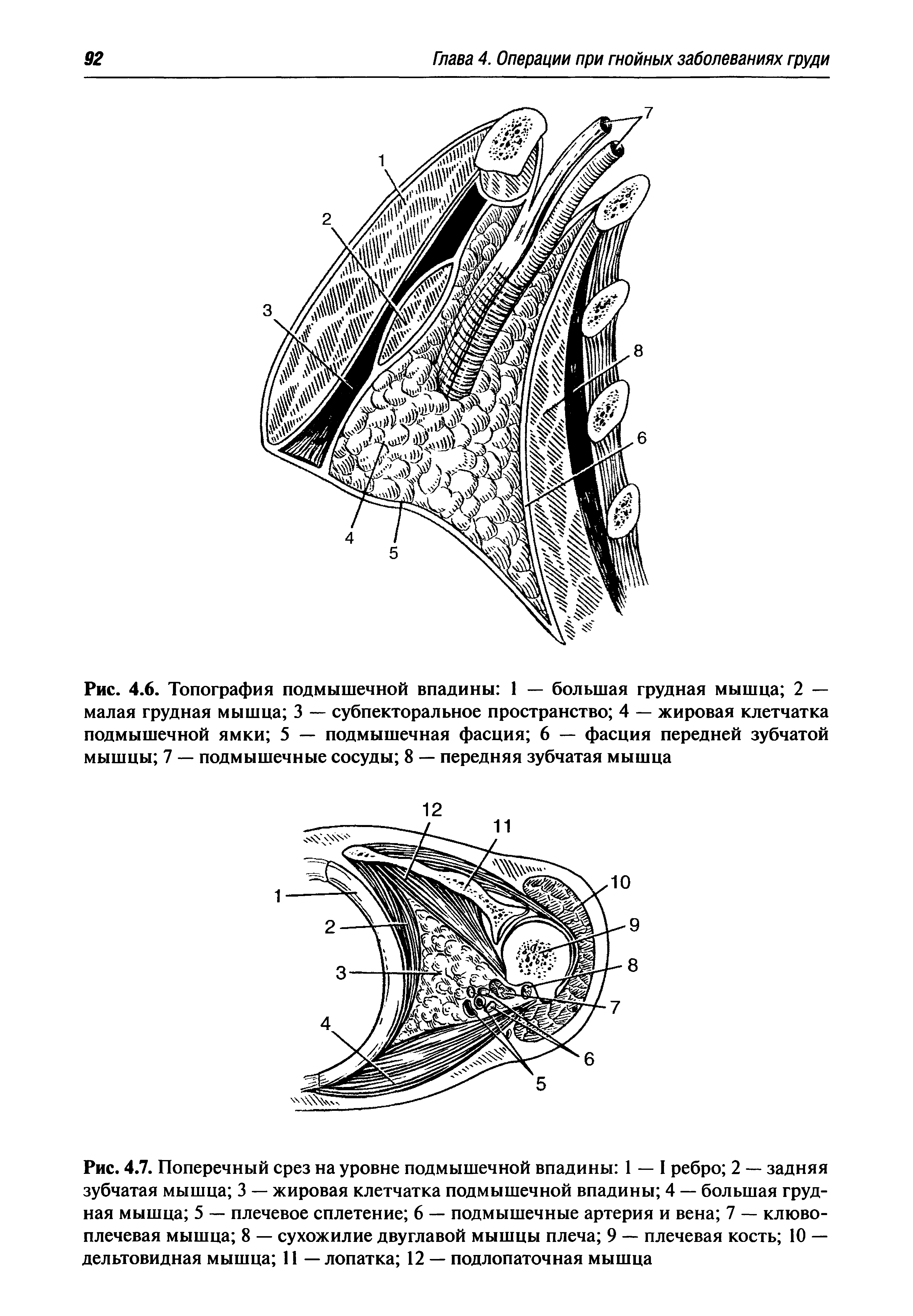 Рис. 4.7. Поперечный срез на уровне подмышечной впадины 1 — I ребро 2 — задняя зубчатая мышца 3 — жировая клетчатка подмышечной впадины 4 — большая грудная мышца 5 — плечевое сплетение 6 — подмышечные артерия и вена 7 — клювоплечевая мышца 8 — сухожилие двуглавой мышцы плеча 9 — плечевая кость 10 — дельтовидная мышца 11 — лопатка 12 — подлопаточная мышца...