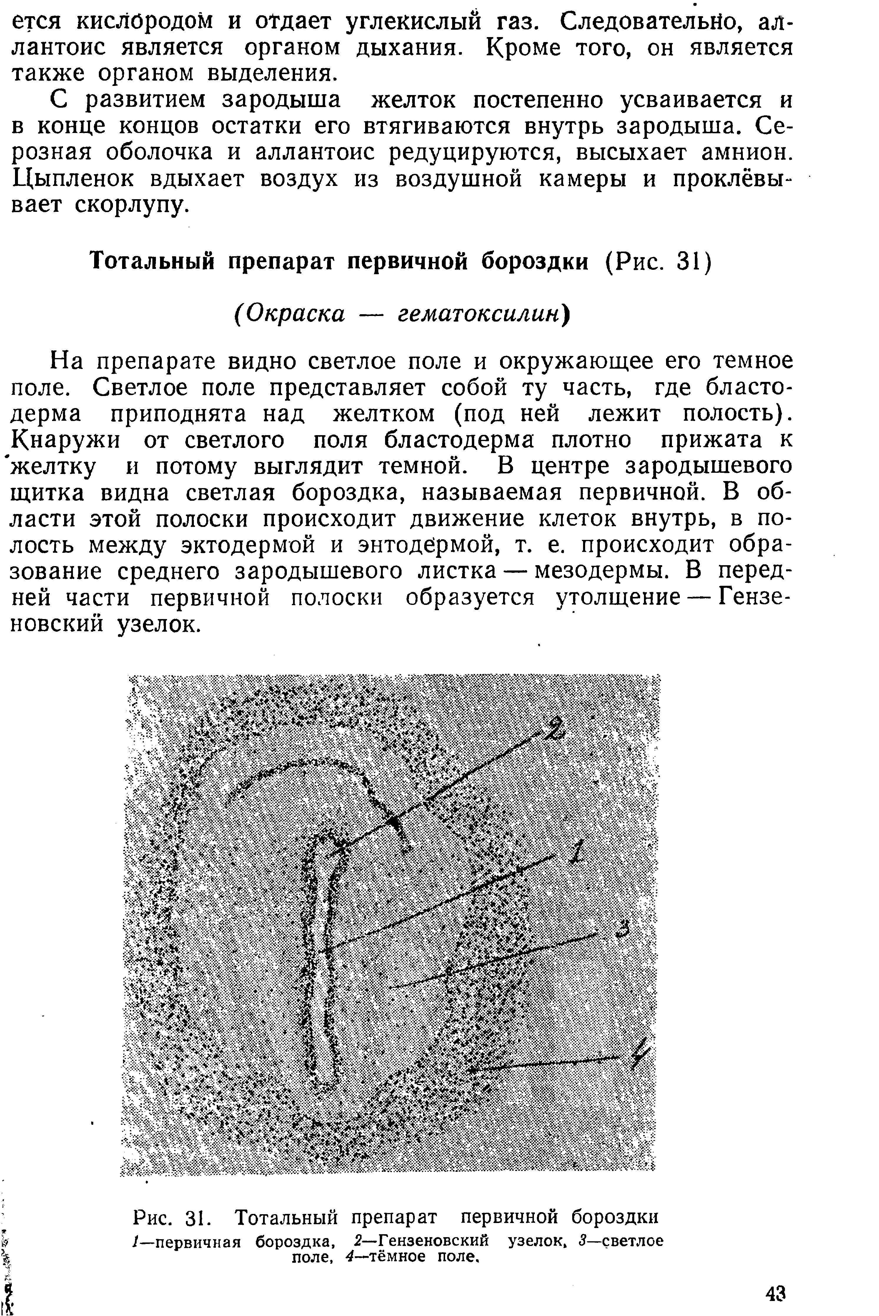 Рис. 31. Тотальный препарат первичной бороздки /—первичная бороздка, 2— Гензеновский узелок, 3—светлое поле, 4—тёмное поле.