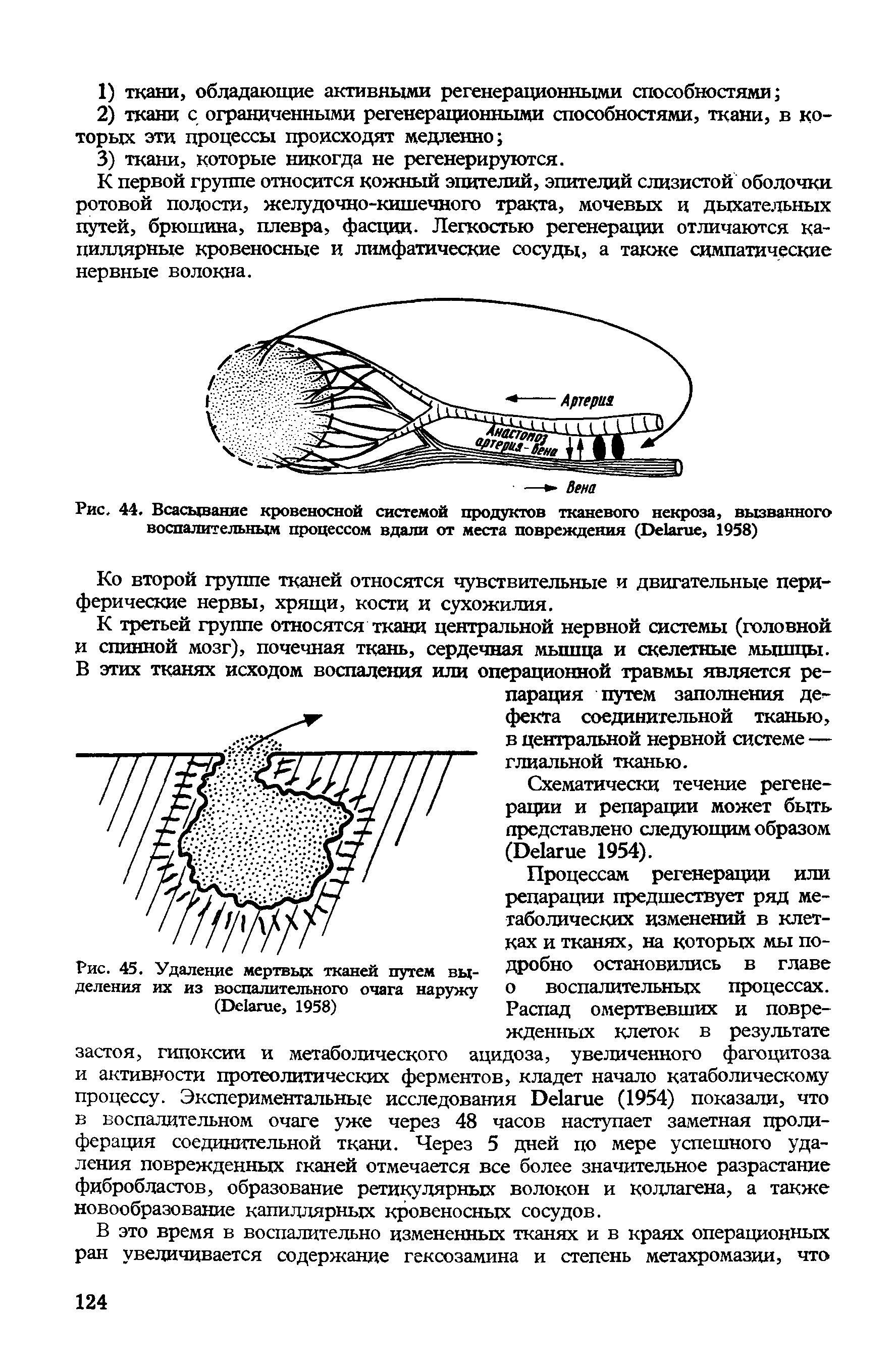 Рис. 44. Всасывание кровеносной системой продуктов тканевого некроза, вызванного воспалительным процессом вдали от места повреждения (D , 1958)...