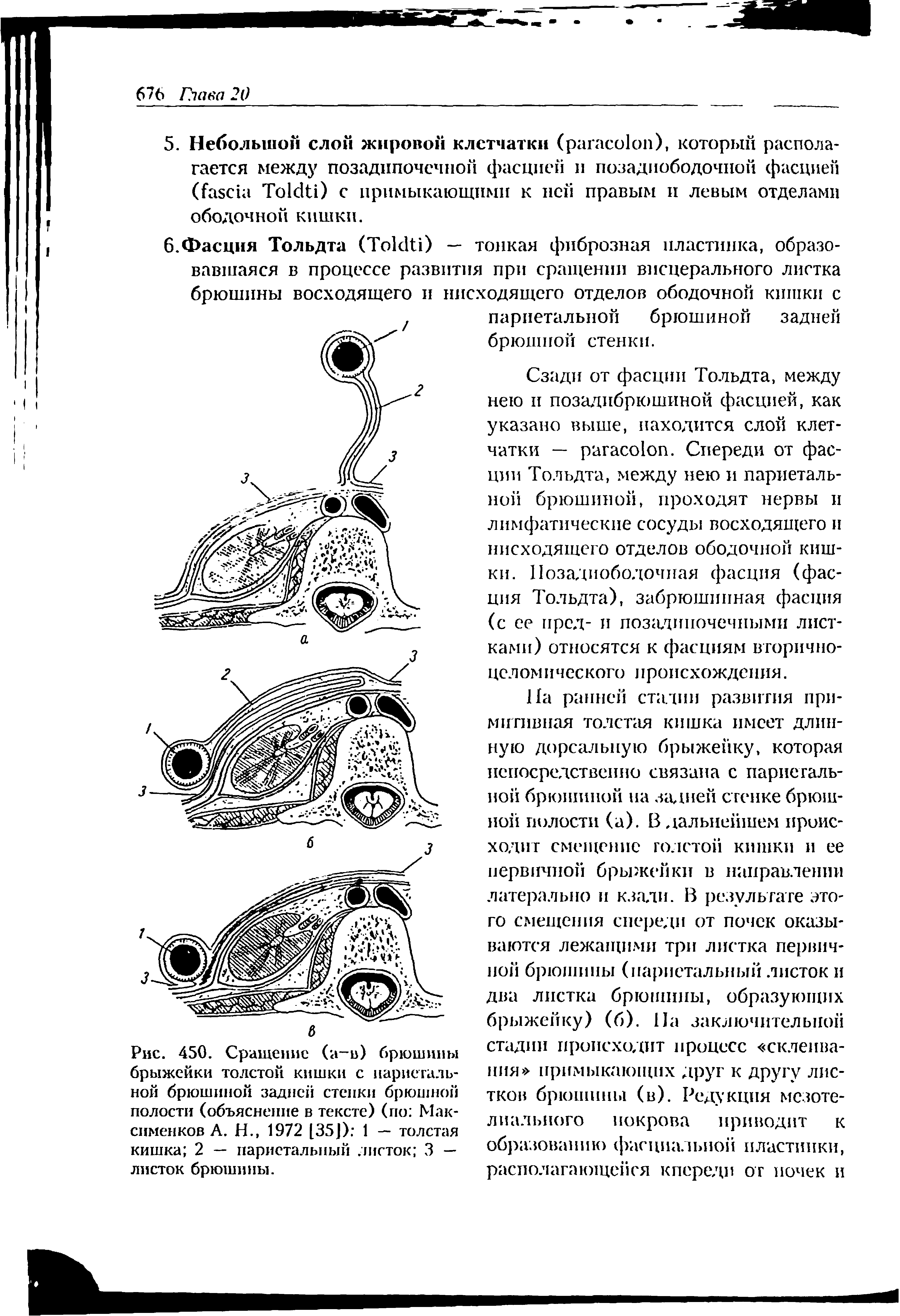 Рис. 450. Сращение (а в) брюшины брыжейки толстой кишки с париетальной брюшиной задней стенки брюшной полости (объяснение в тексте) (по Мак-епменков А. Н., 1972 [35J) 1 — толстая кишка 2 — париетальный листок 3 — листок брюшины.