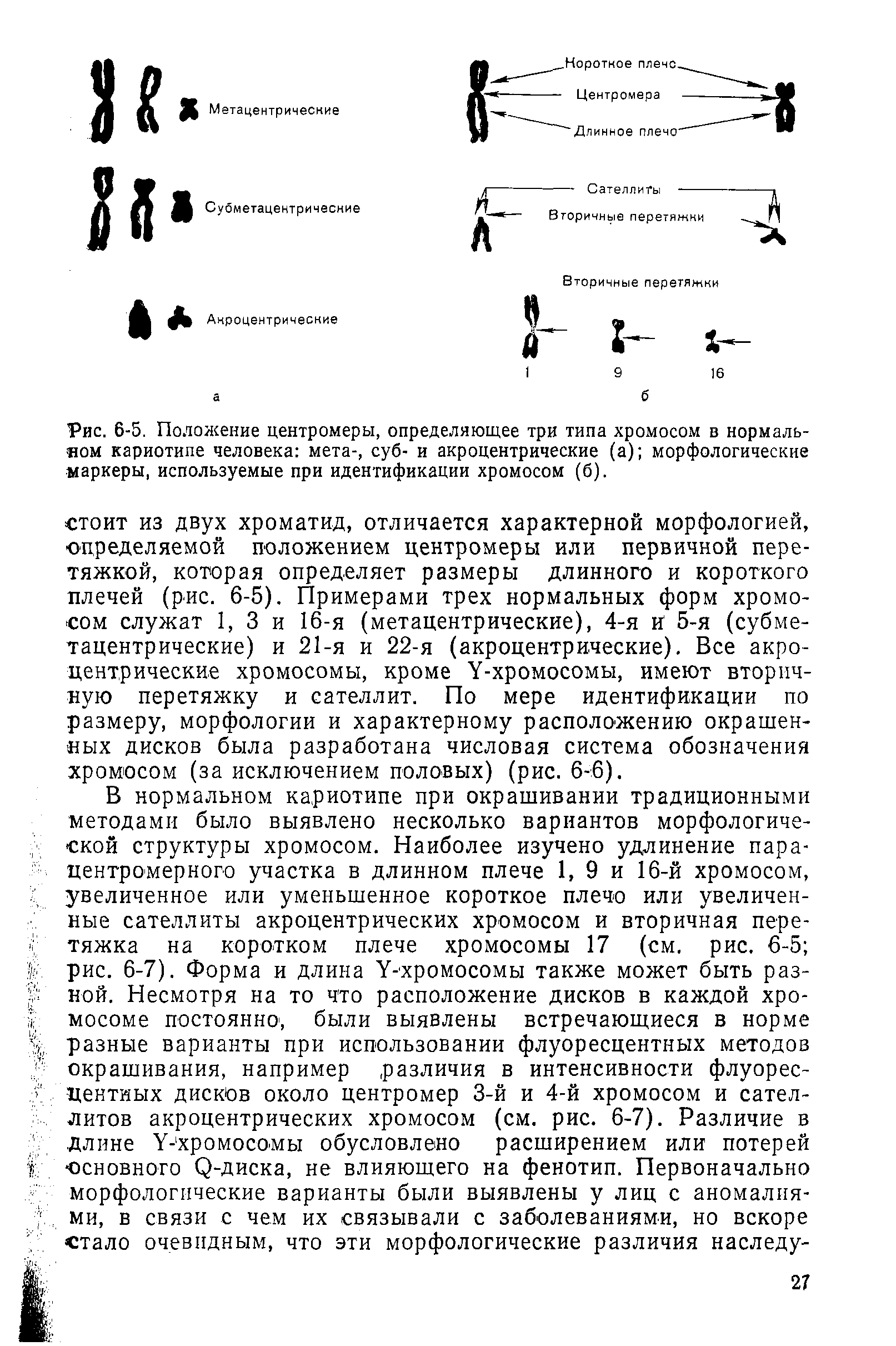 Рис. 6-5. Положение центромеры, определяющее три типа хромосом в нормальном кариотипе человека мета-, суб- и акроцентрические (а) морфологические маркеры, используемые при идентификации хромосом (б).