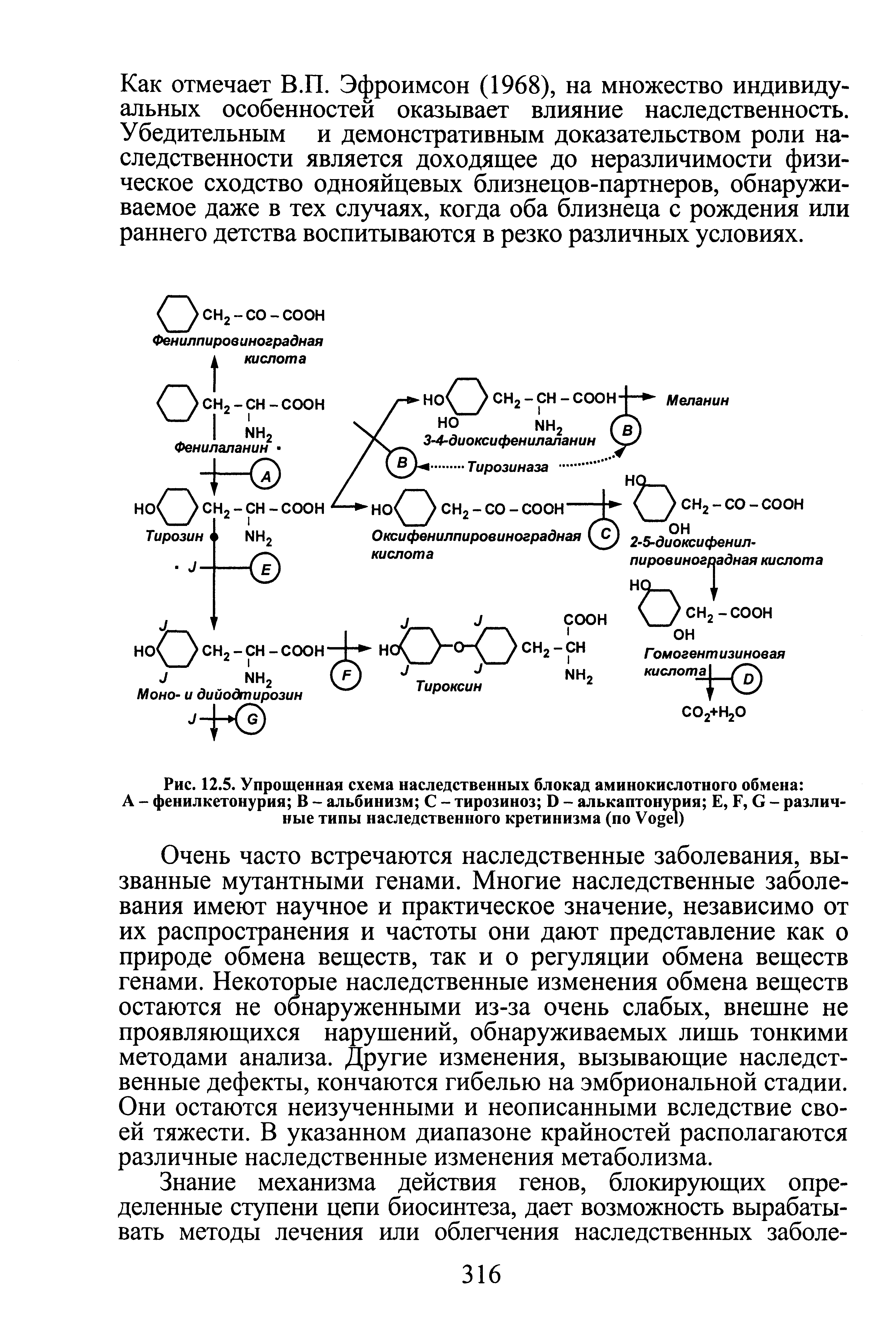 Рис. 12.5. Упрощенная схема наследственных блокад аминокислотного обмена А - фенилкетонурия В - альбинизм С - тирозиноз D - алькаптонурия Е, F, G - различные типы наследственного кретинизма (по V )...