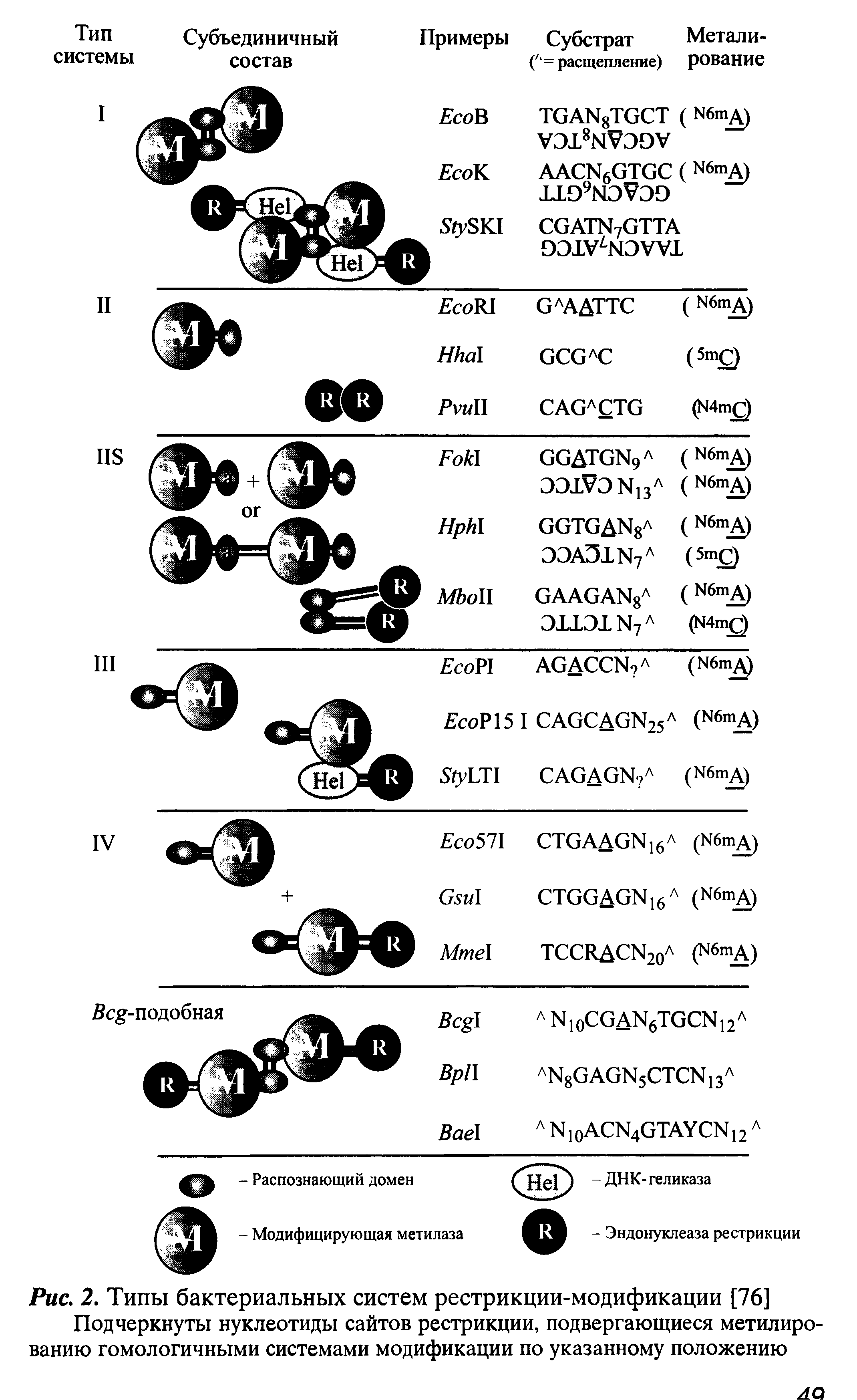Рис. 2. Типы бактериальных систем рестрикции-модификации [76] Подчеркнуты нуклеотиды сайтов рестрикции, подвергающиеся метилированию гомологичными системами модификации по указанному положению...