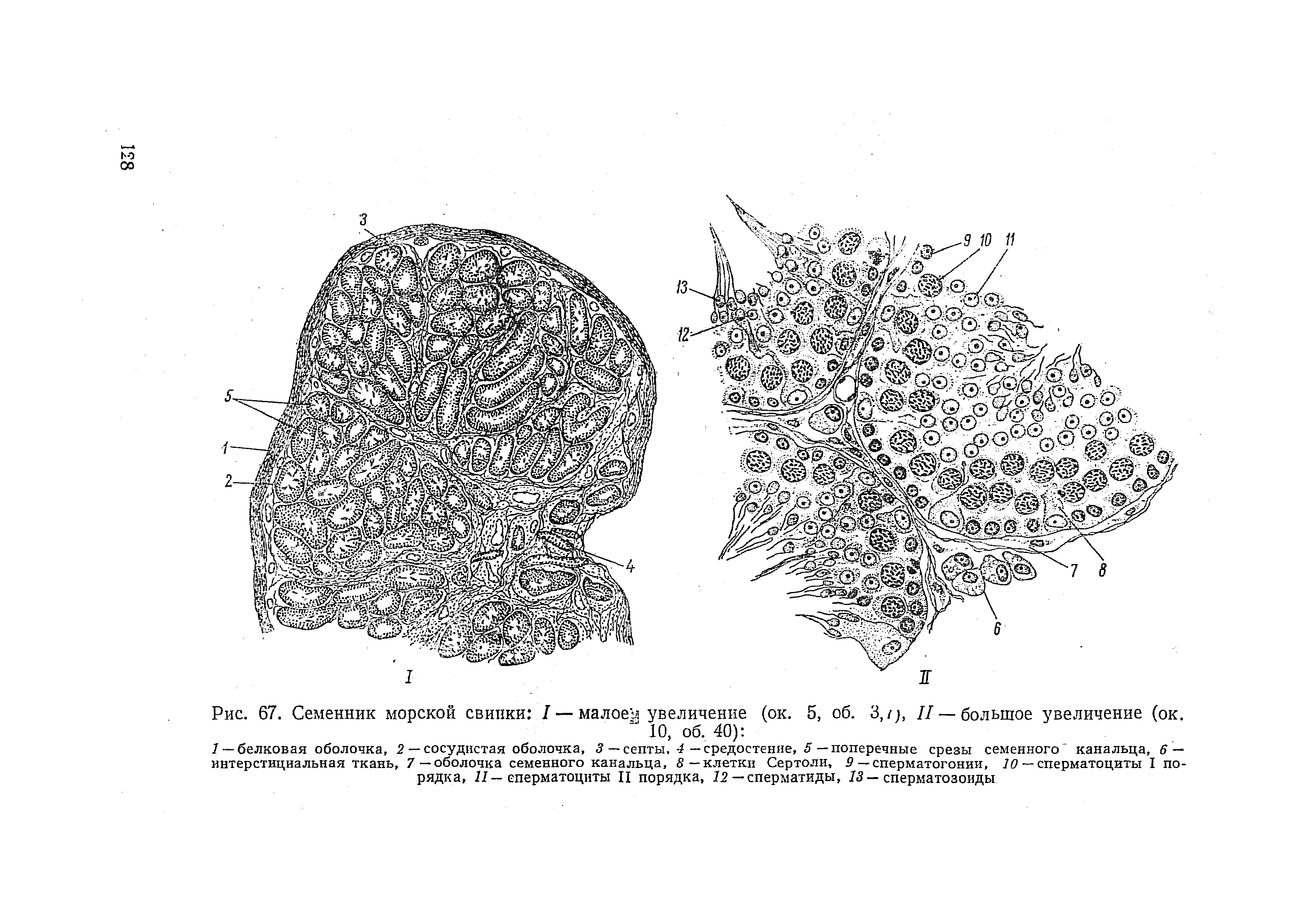 Рис. 67. Семенник морской свинки I — малое увеличение (ок. 5, об. 3,/), II — большое увеличение (ок. " 10, об. 40) ...