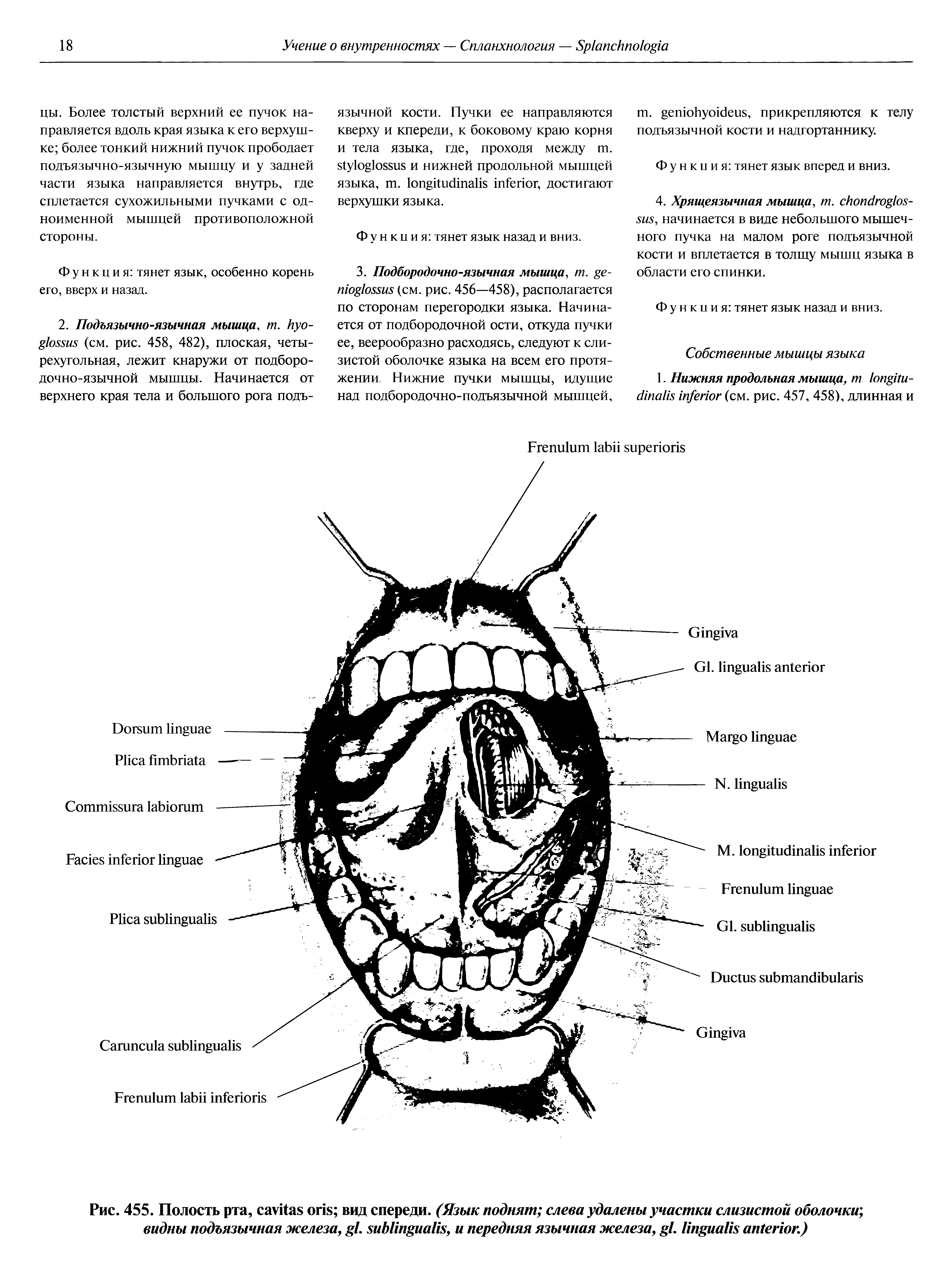 Рис. 455. Полость рта, вид спереди. (Язык поднят слева удалены участки слизистой оболочки видны подъязычная железа, . , и передняя язычная железа, . .)...