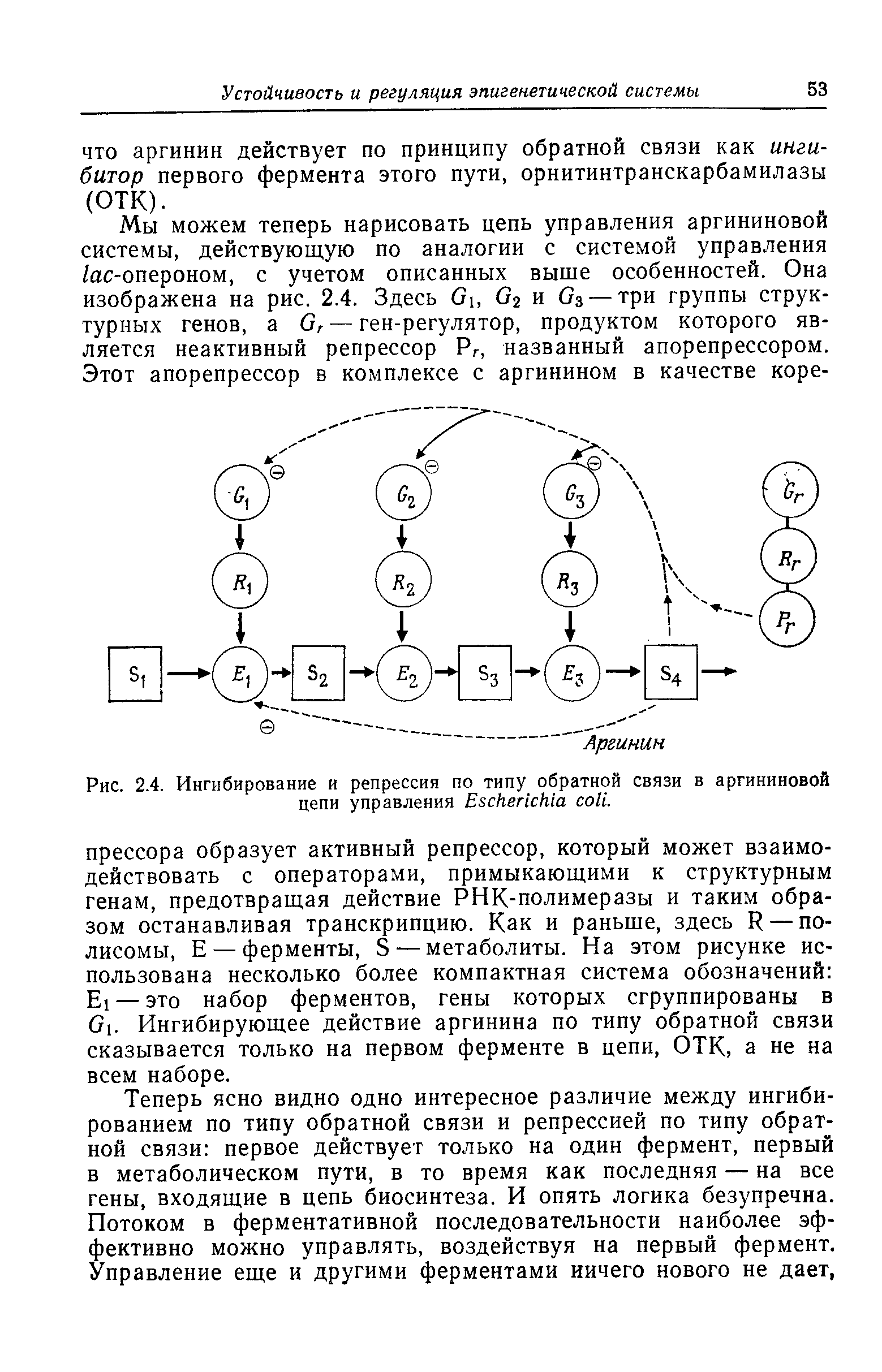 Рис. 2.4. Ингибирование и репрессия по типу обратной связи в аргининовой цепи управления E .