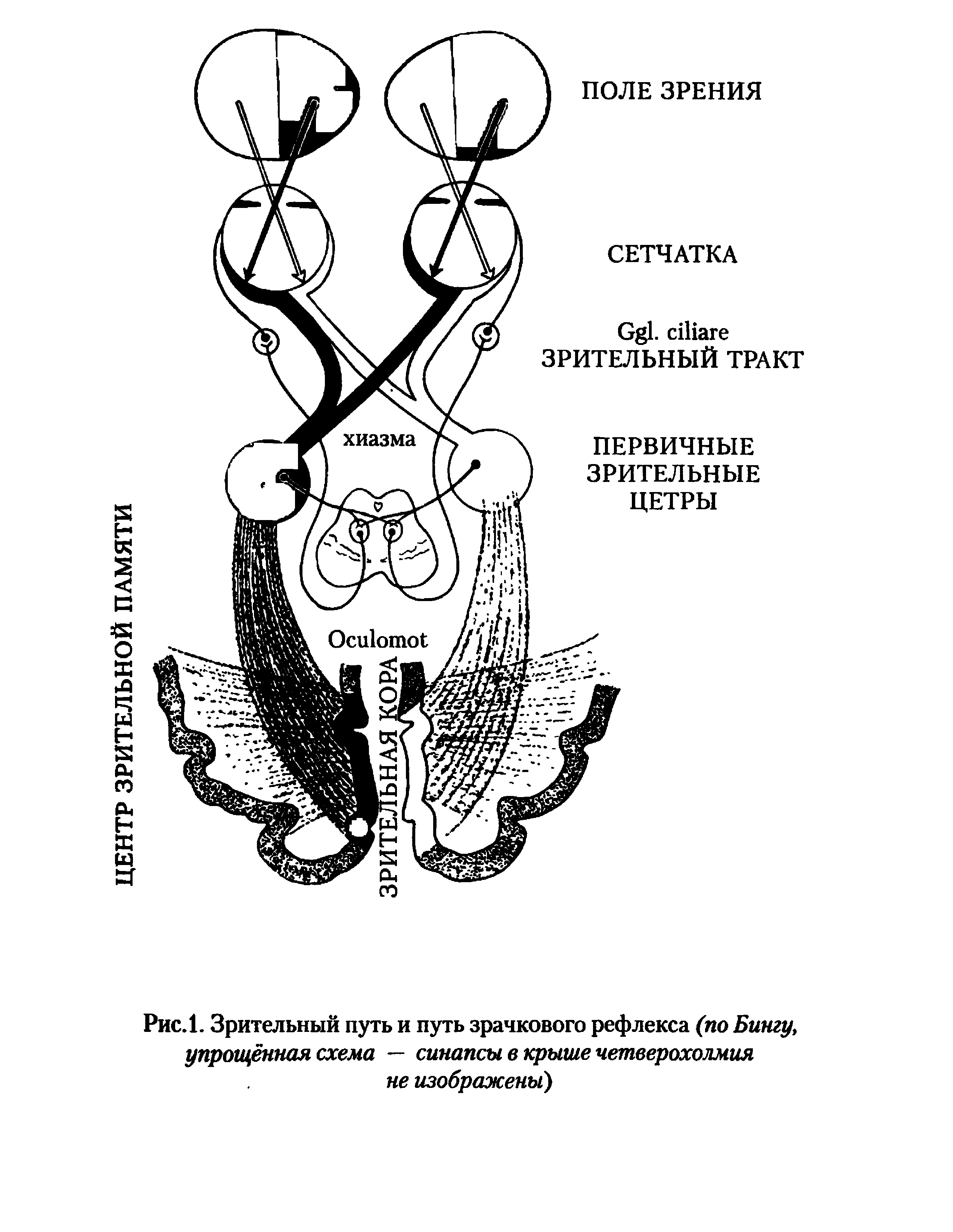Рис.1. Зрительный путь и путь зрачкового рефлекса (по Бингу, упрощённая схема — синапсы в крыше четверохолмия не изображены)...