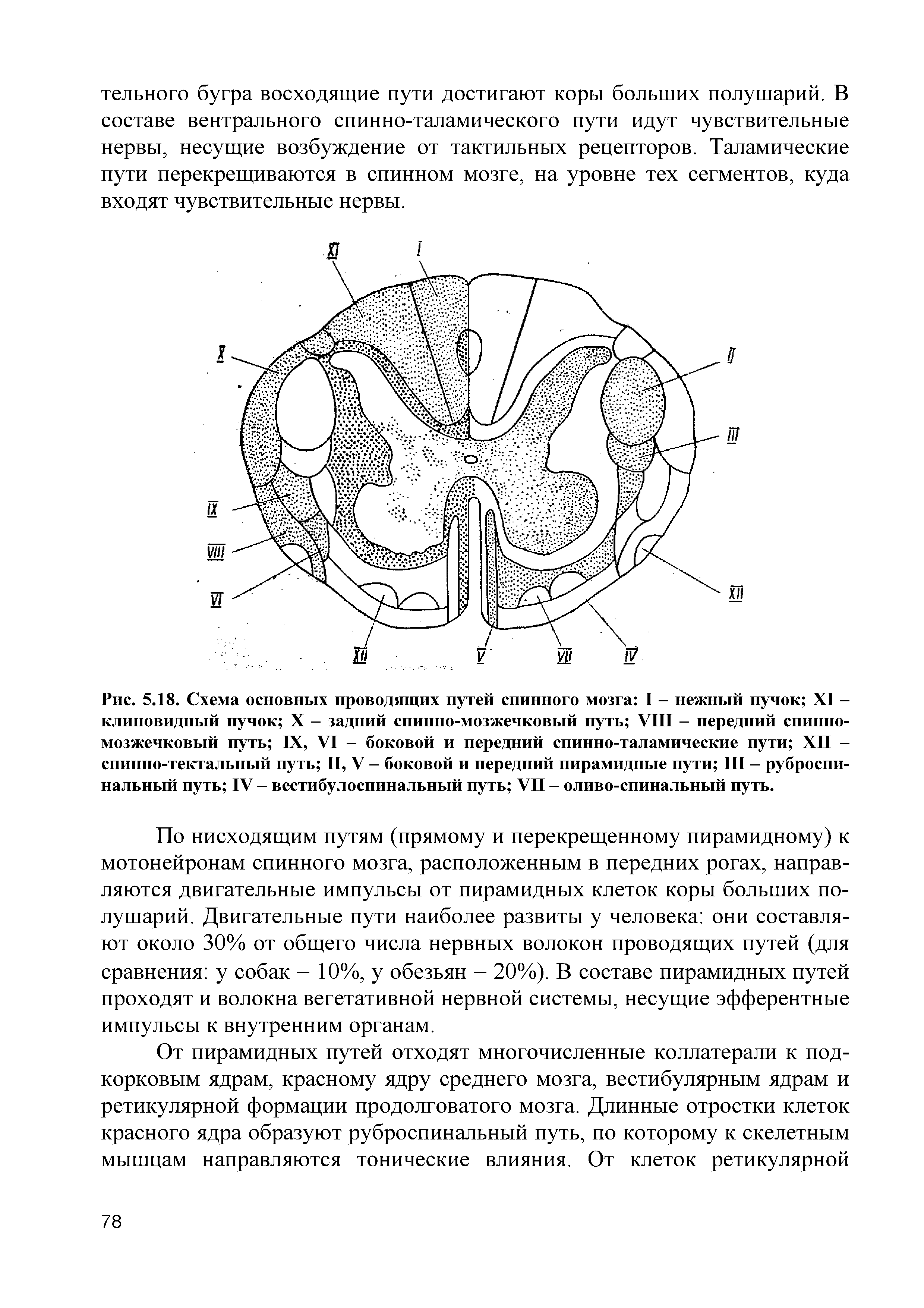 Рис. 5.18. Схема основных проводящих путей спинного мозга I - нежный пучок XI -клиновидный пучок X - задний спинно-мозжечковый путь VIII - передний спинно-мозжечковый путь IX, VI - боковой и передний спинно-таламические пути XII -спинно-тектальный путь II, V - боковой и передний пирамидные пути III - руброспи-нальный путь IV - вестибулоспинальный путь VII - оливо-спинальный путь.
