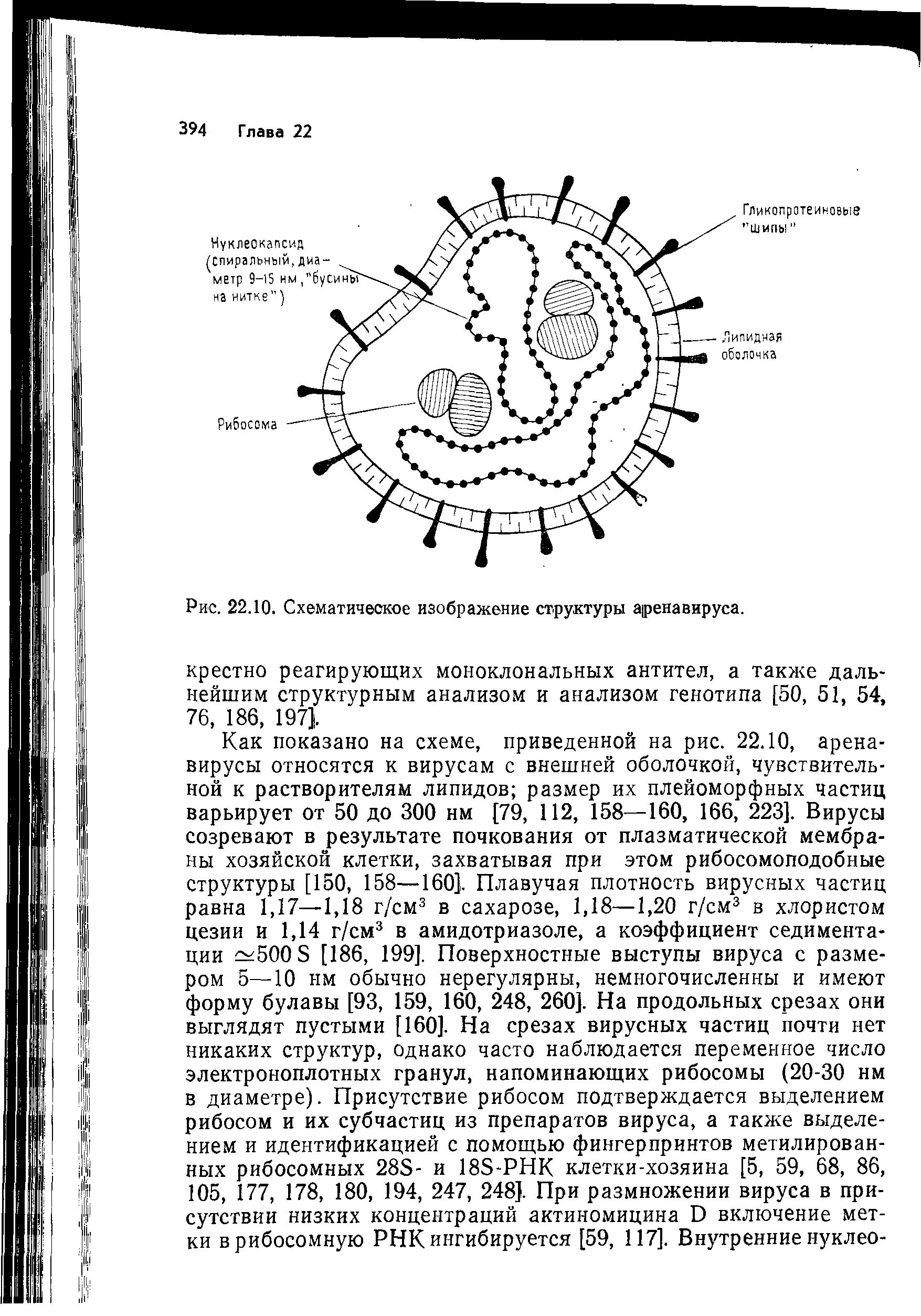 Рис. 22.10. Схематическое изображение структуры аренавируса, крестно реагирующих моноклональных антител, а также дальнейшим структурным анализом и анализом генотипа [50, 51, 54, 76, 186, 197].