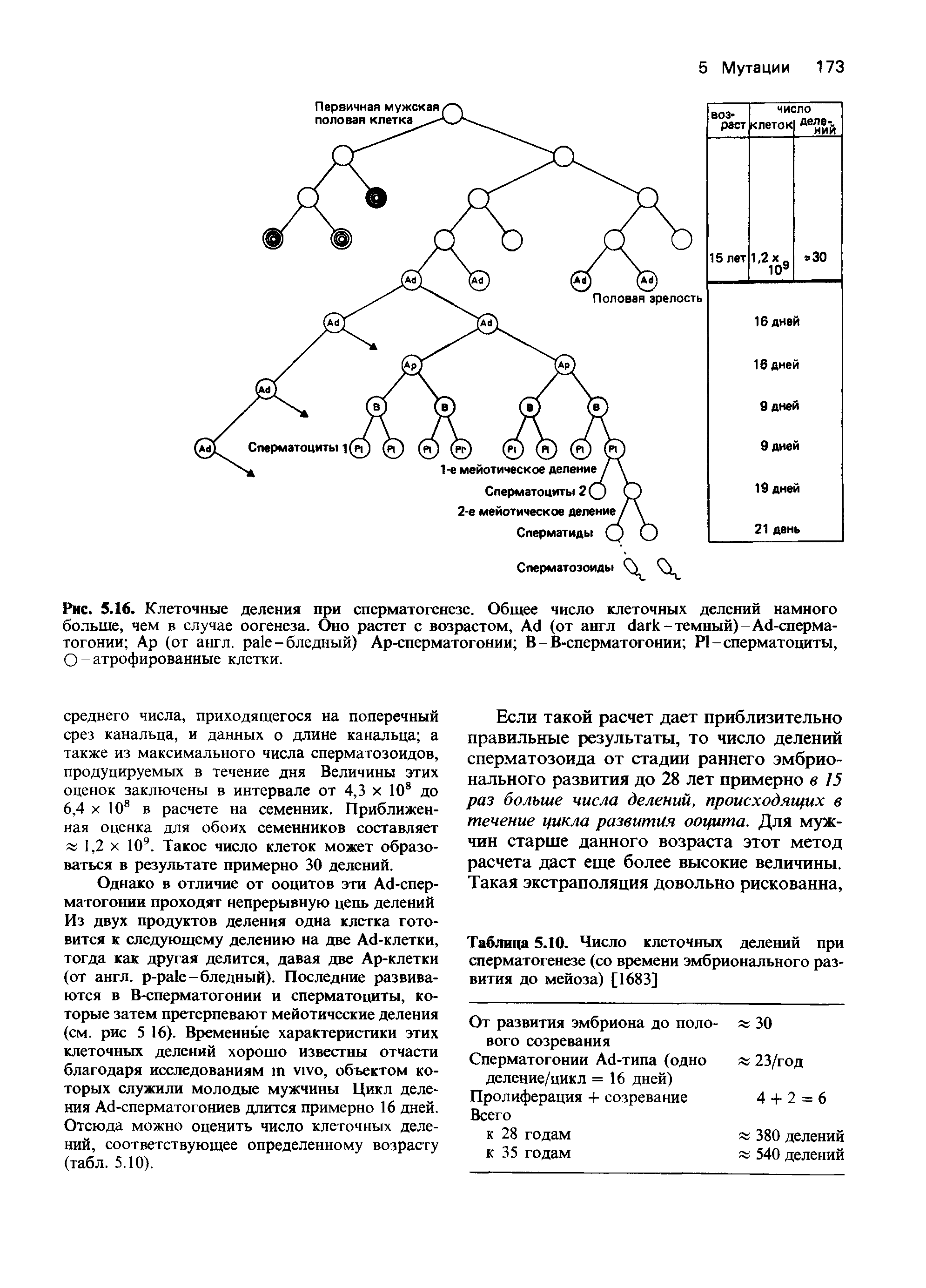 Таблица 5.10. Число клеточных делений при сперматогенезе (со времени эмбрионального развития до мейоза) [1683]...