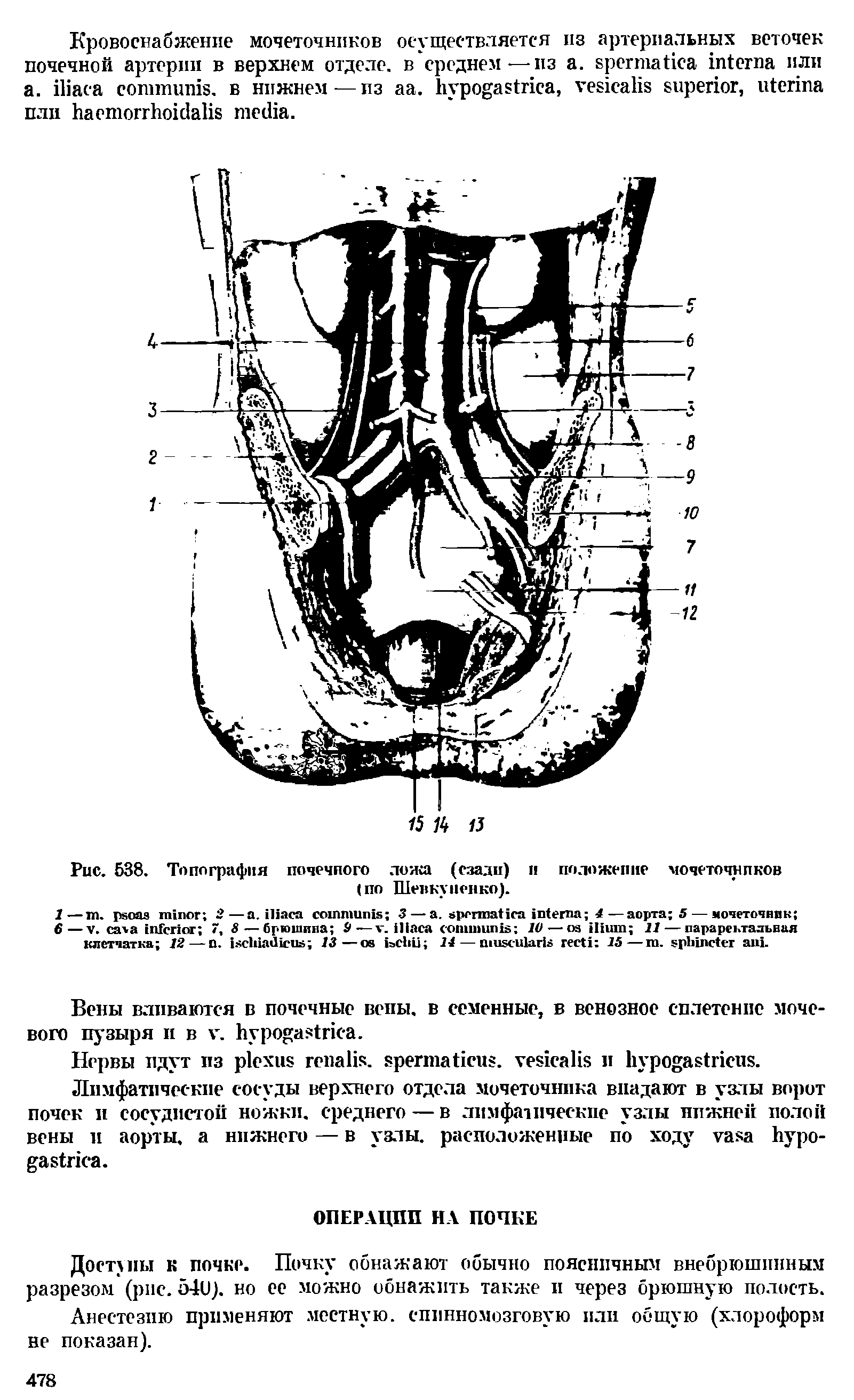 Рис. 538. Топография почечпого ложа (сзади) и положение мочеточников (по Шенку цепко).