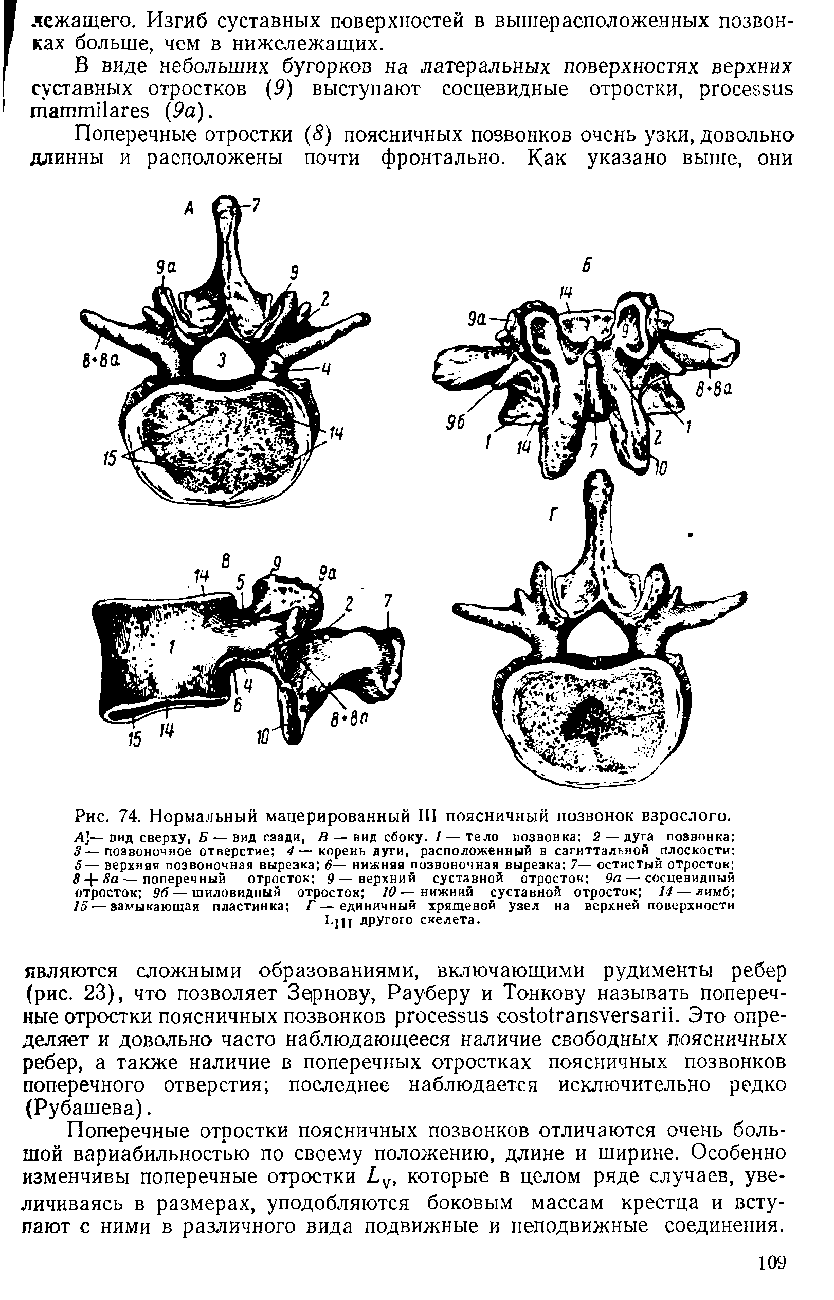 Рис. 74. Нормальный мацерированный III поясничный позвонок взрослого. Д — вид сверху, Б — вид сзади, В — вид сбоку. 1 — тело позвонка 2 — дуга позвонка 3—позвоночное отверстие 4—корень дуги, расположенный в сагиттальной плоскости 5— верхняя позвоночная вырезка 6— нижняя позвоночная вырезка 7— остистый отросток 8 - - 8а — поперечный отросток 9—верхний суставной отросток 9а— сосцевидный отросток 96—шиловидный отросток 10—нижний суставной отросток 14 — лимб 15 — замыкающая пластинка Г — единичный хрящевой узел на верхней поверхности Ьщ другого скелета.