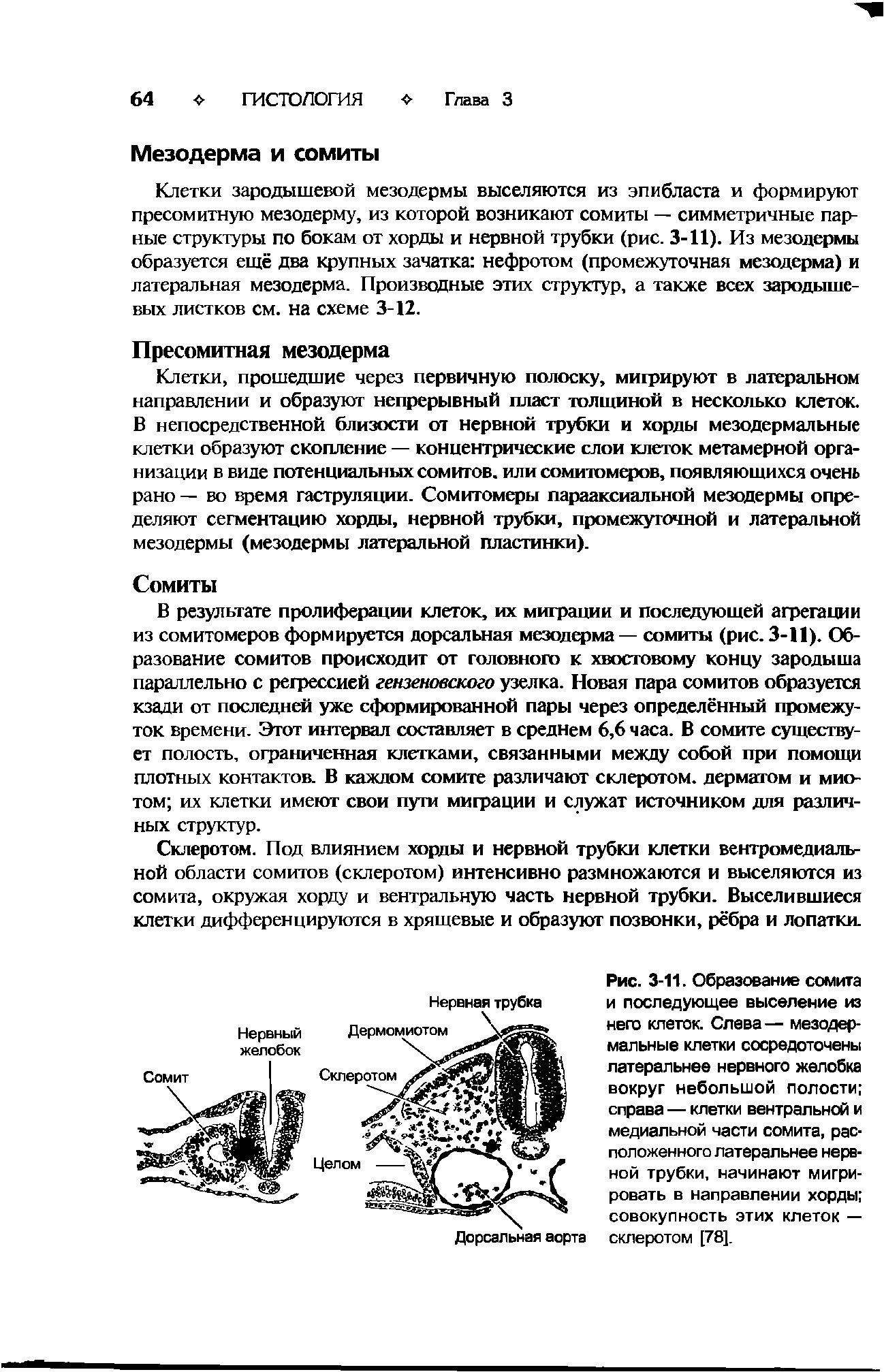 Рис. 3-11. Образование сомита и последующее выселение из него клеток. Слева— мезодермальные клетки сосредоточены латеральнее нервного желобка вокруг небольшой полости справа — клетки вентральной и медиальной части сомита, расположенного латеральнее нервной трубки, начинают мигрировать в направлении хорды совокупность этих клеток — склеротом [78].