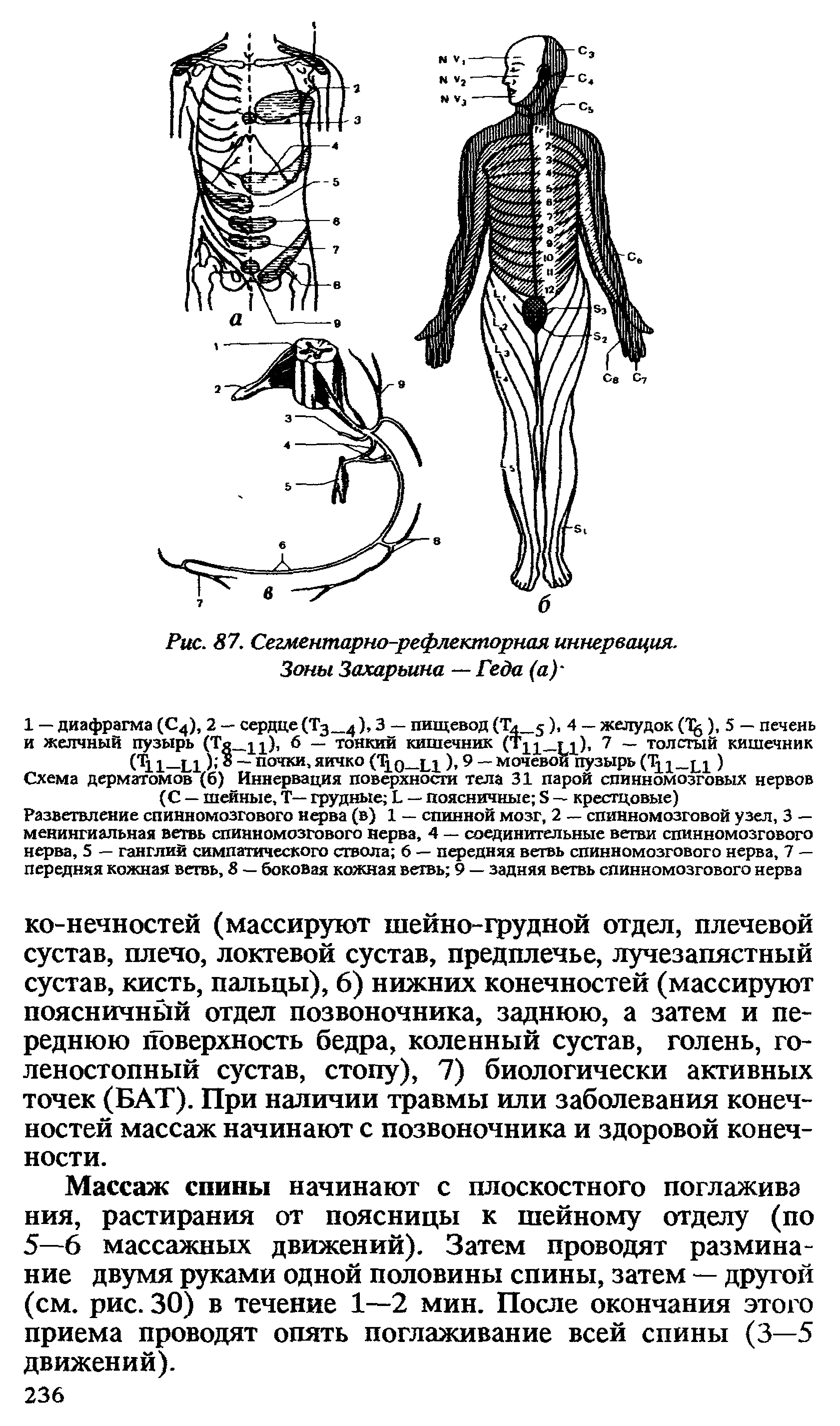 Рис. 87. Сегментарно-рефлекторная иннервация. Зоны Захарьина Геда (а) ...