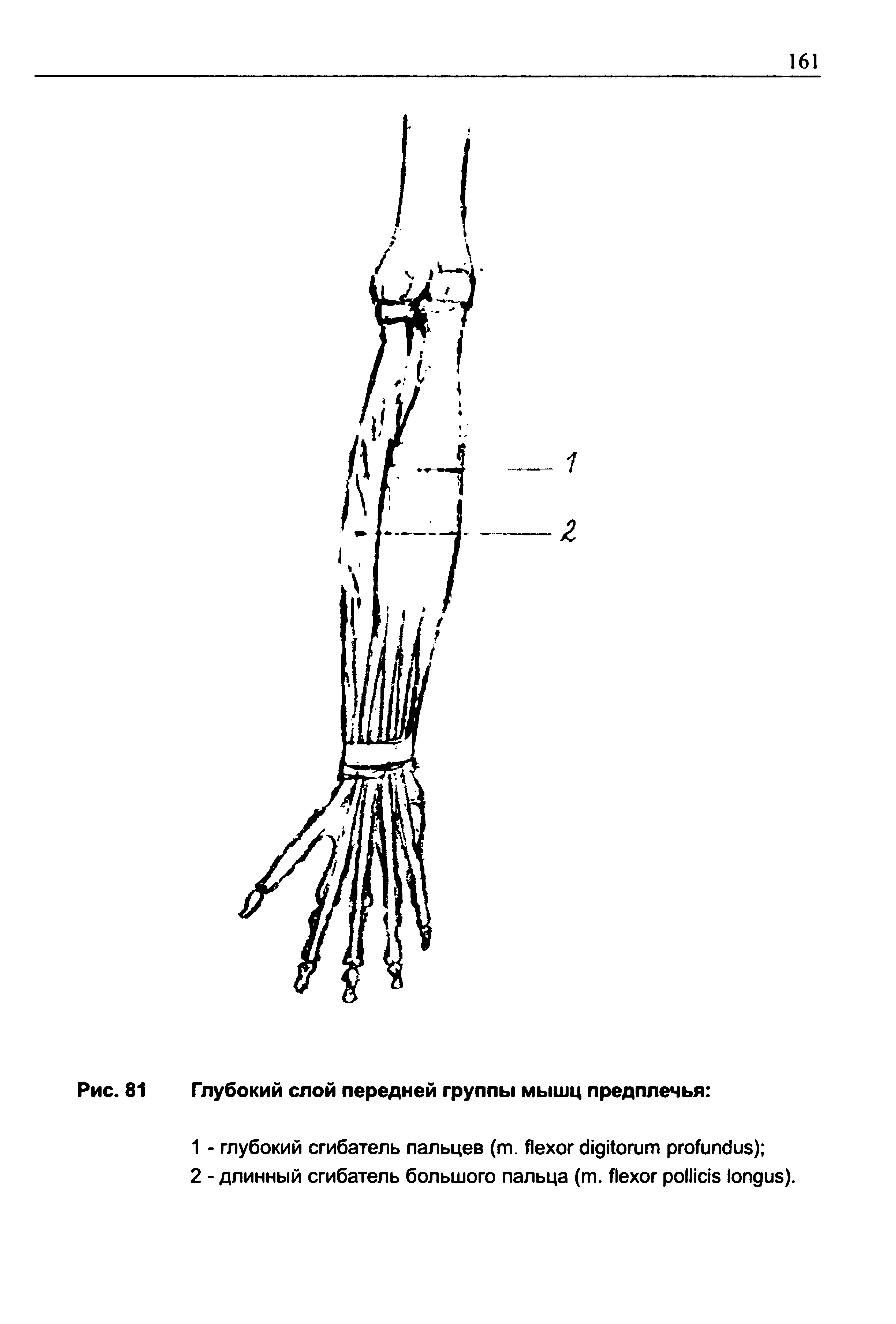 Рис. 81 Глубокий слой передней группы мышц предплечья ...