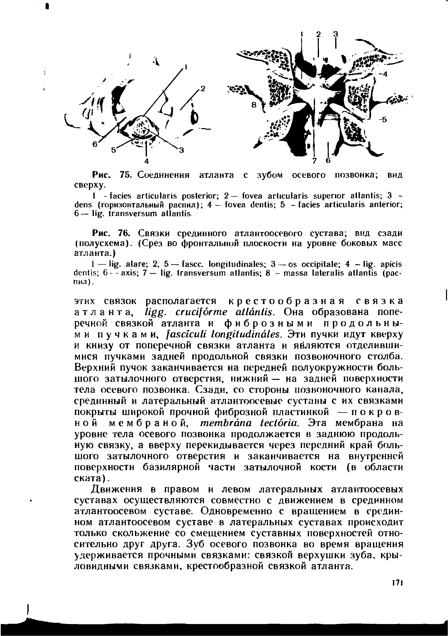 Рис. 76. Связки срединного атлантоосевого сустава вид сзади (полусхема). (Срез во фронтальной плоскости на уровне боковых масс атланта.)...