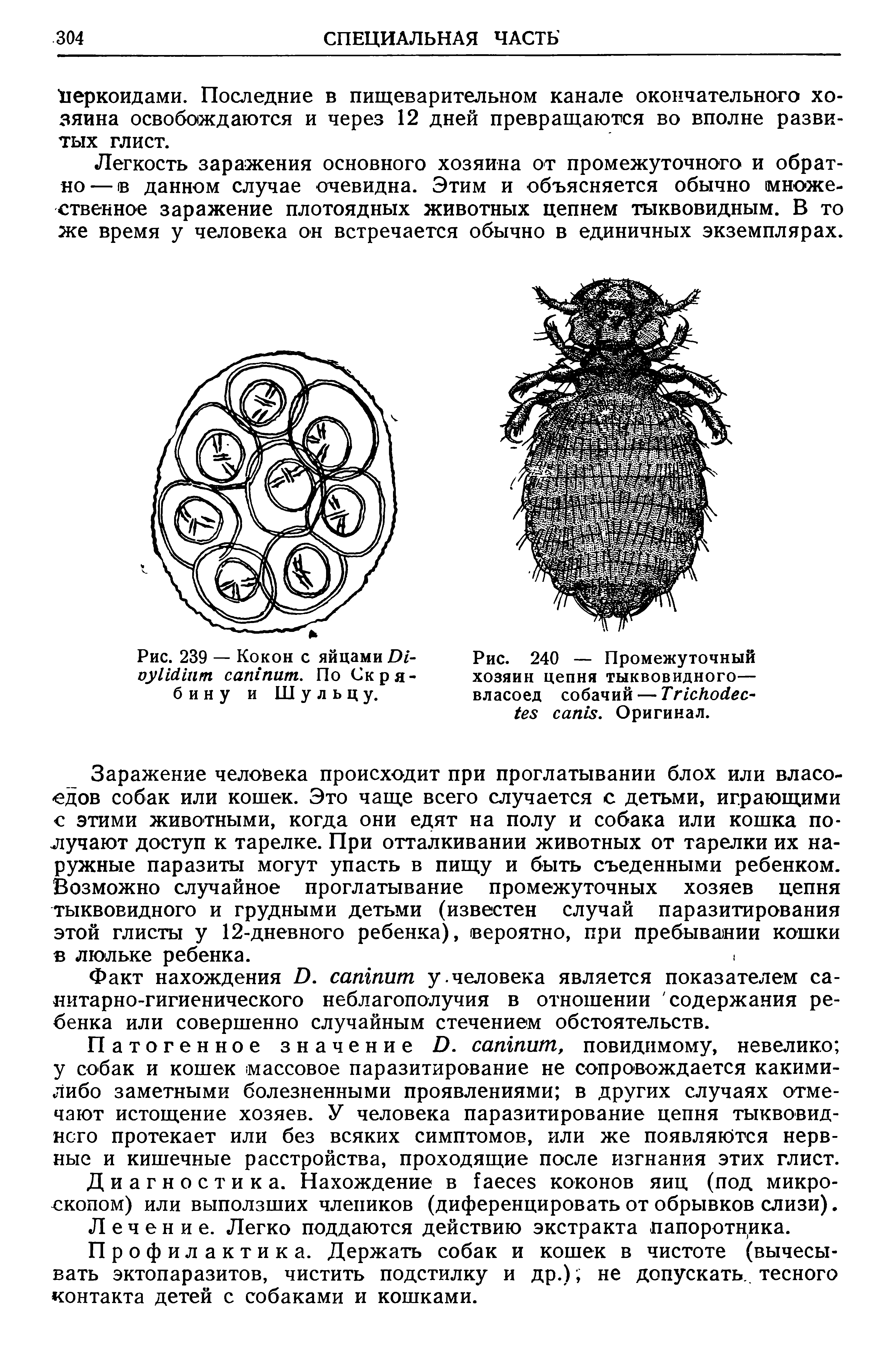 Рис. 240 — Промежуточный хозяин цепня тыквовидного— власоед собачий — T - . Оригинал.