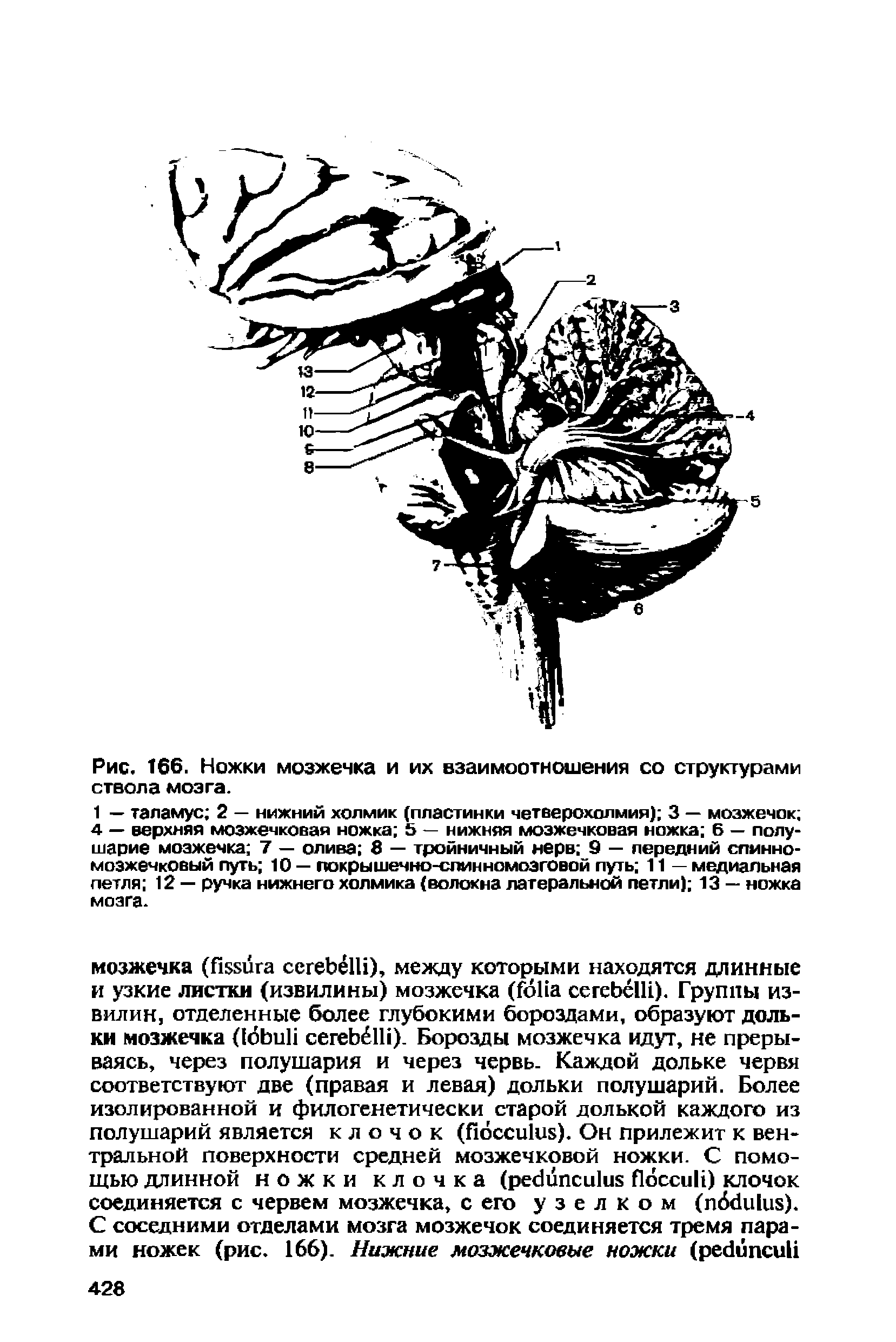 Рис. 166. Ножки мозжечка и их взаимоотношения со структурами ствола мозга.