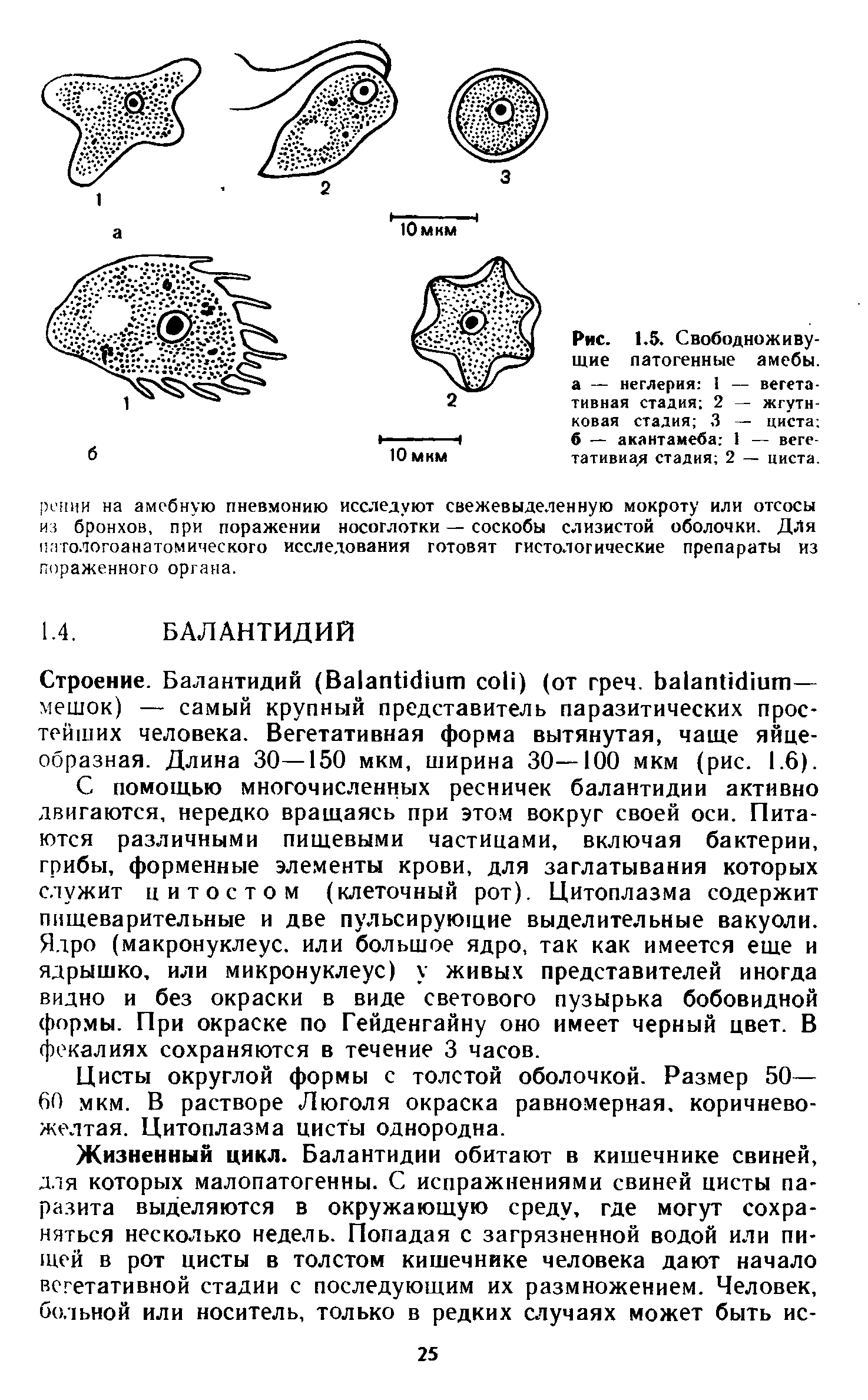 Рис. 1.5. Свободноживу-щие патогенные амебы, а — неглерия 1 — вегетативная стадия 2 — жгутиковая стадия 3 — циста б — акантамеба 1 — вегетативная стадия 2 — циста.