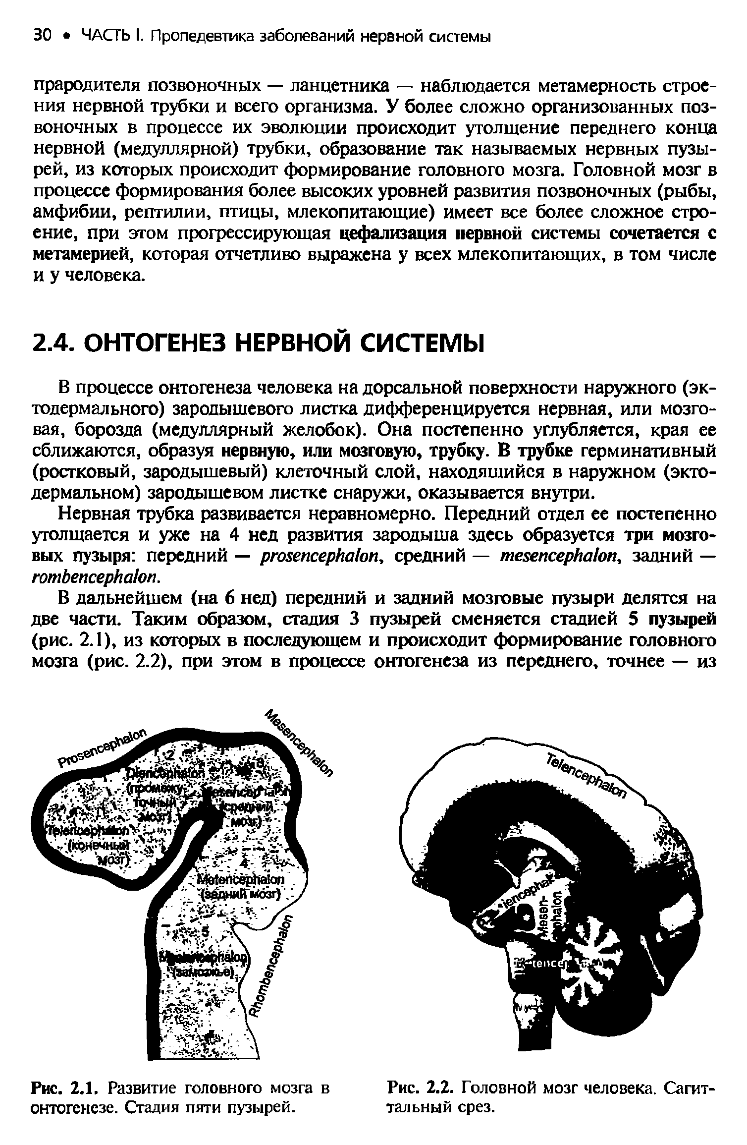 Рис. 2.1. Развитие головного мозга в онтогенезе. Стадия пяти пузырей.