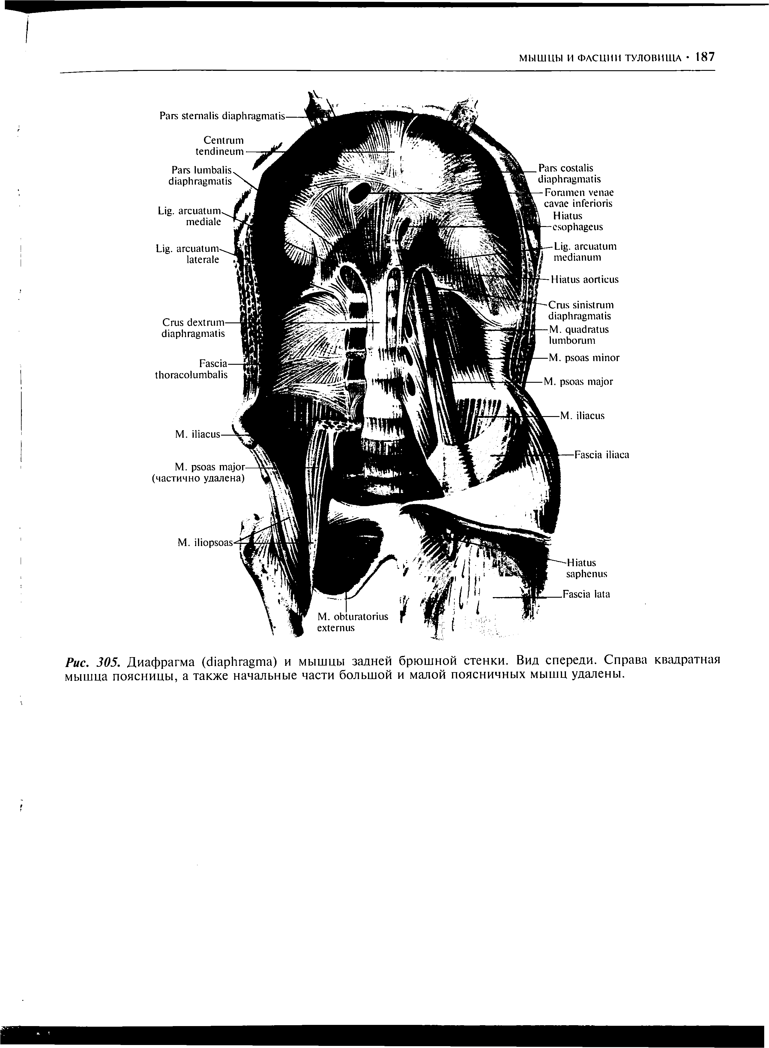 Рис. 305. Диафрагма ( ) и мышцы задней брюшной стенки. Вид спереди. Справа квадратная мышца поясницы, а также начальные части большой и малой поясничных мышц удалены.