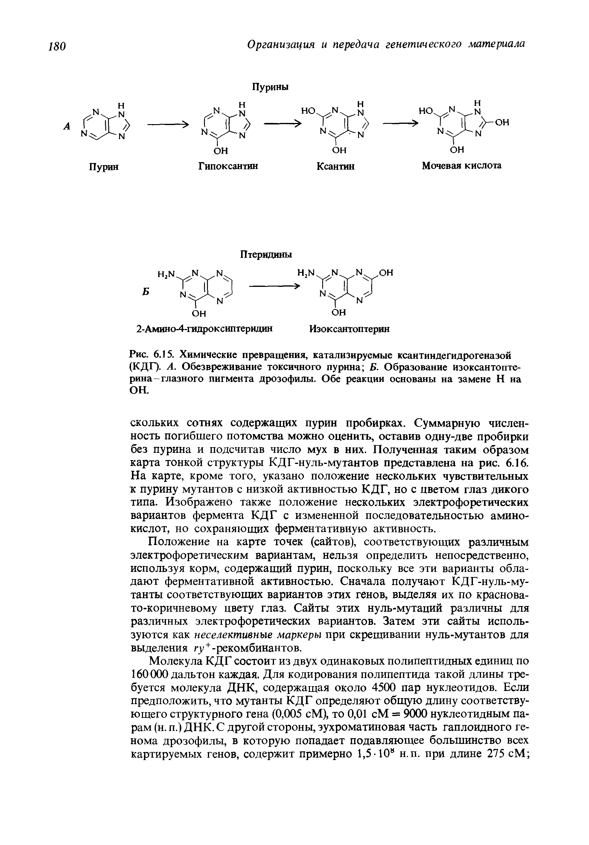 Рис. 6.15. Химические превращения, катализируемые ксантиндегидрогеназой (КДГ). А. Обезвреживание токсичного пурина Б. Образование изоксантопте-рина-глазного пигмента дрозофилы. Обе реакции основаны на замене Н на ОН.